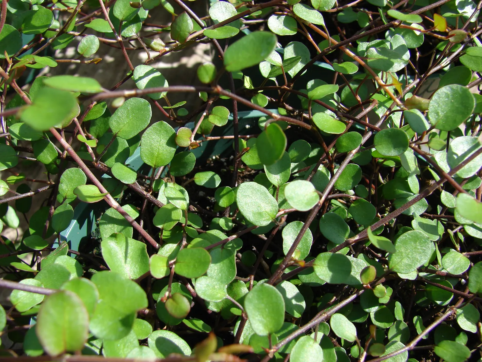 Creeping Wire Vine (Muehlenbecki Axillaris) — reaching a height of 2-6 inches