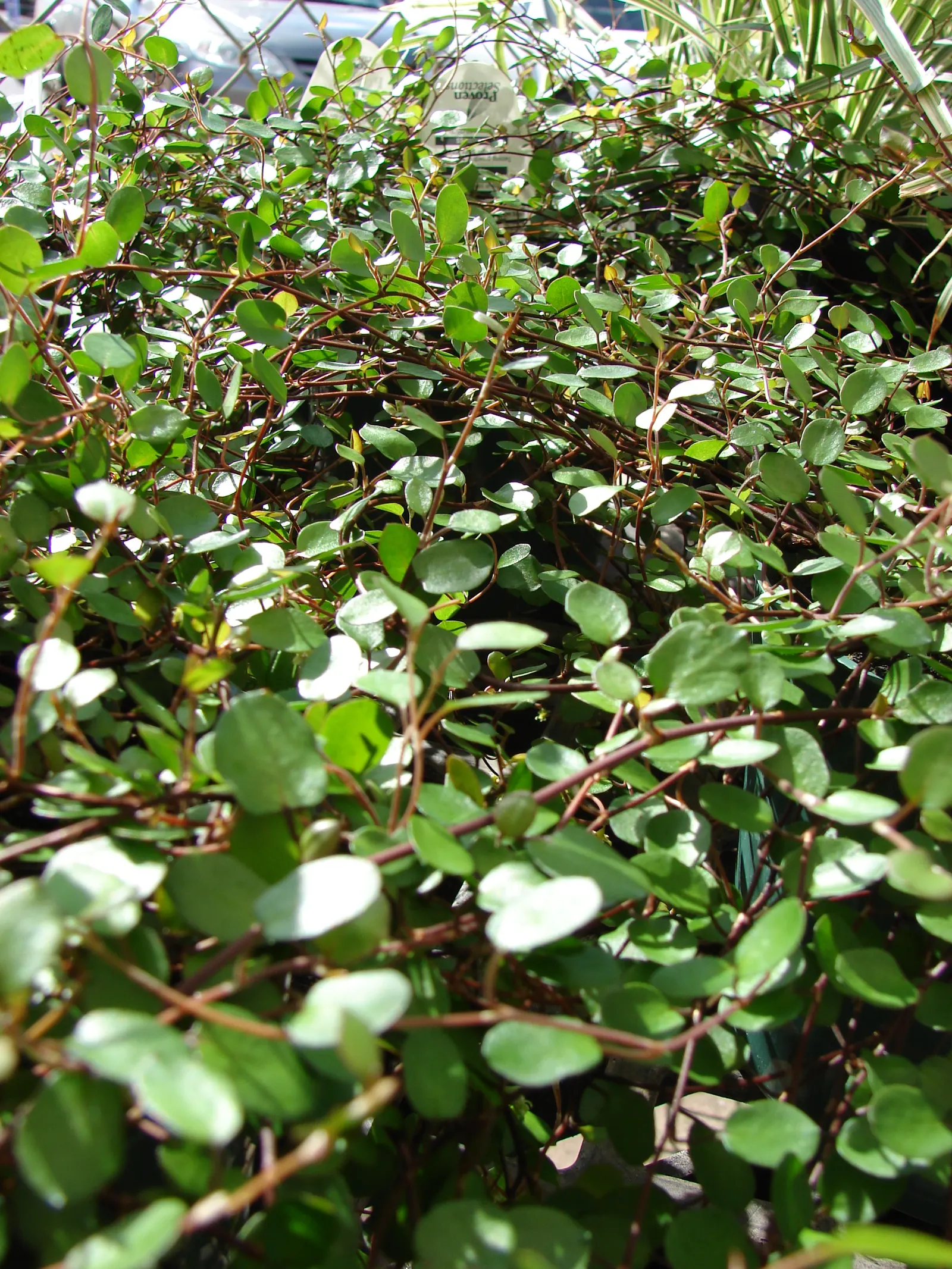 Creeping Wire Vine (Muehlenbecki Axillaris) — and glossy green leaves intertwined with slender