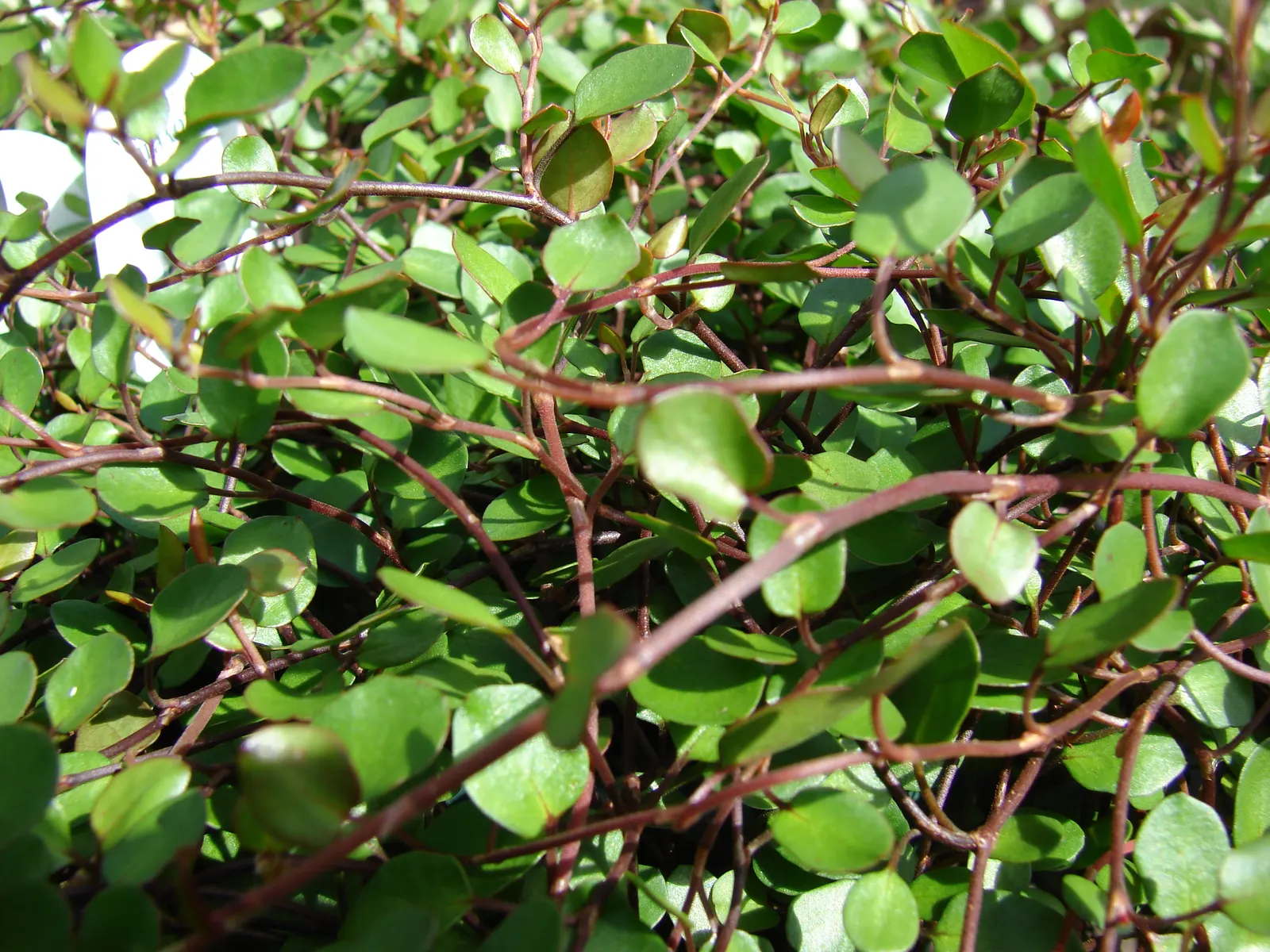Creeping Wire Vine (Muehlenbecki Axillaris) — Tiny, inconspicuous flowers bloom in summer
