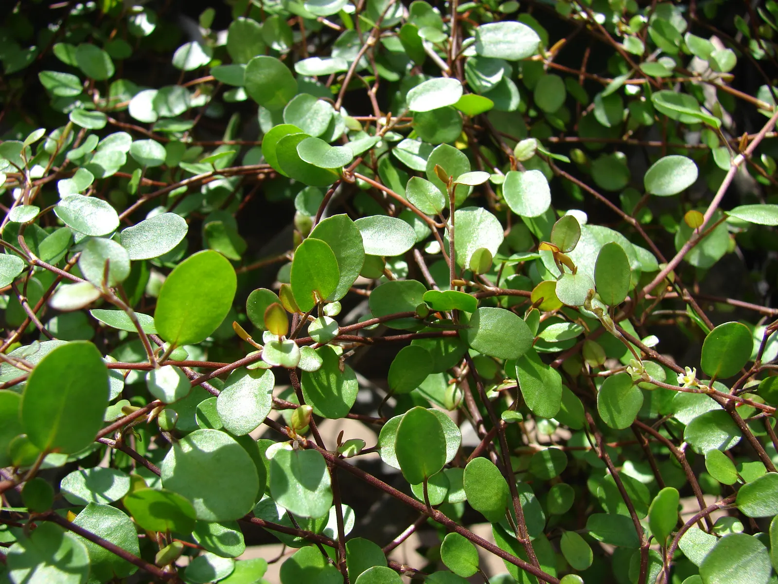 Creeping Wire Vine (Muehlenbecki Axillaris) — Creeping Wire Vine (Muehlenbeckia axillaris) is a low-lying