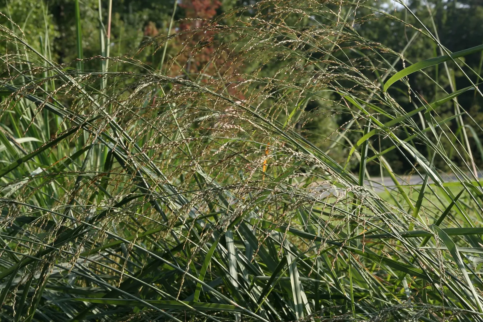 Prairie Switch Grass, Bitter Panicu (Panicum Amarum) — Prairie Switch Grass, Panicum amarum, thrives in full sun, tolerating drought with deep roots
