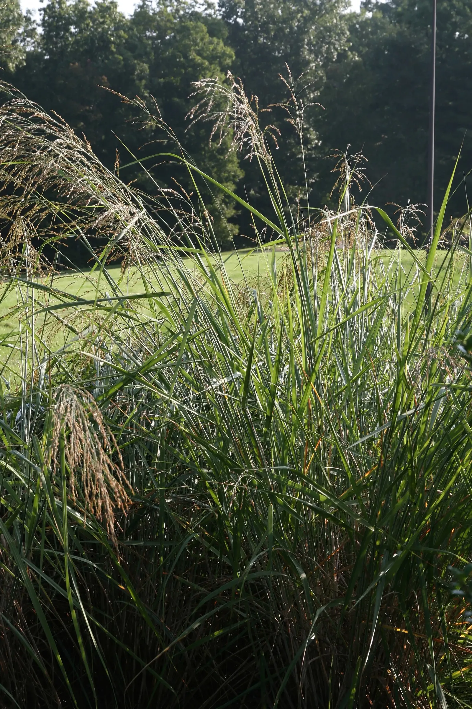 Prairie Switch Grass, Bitter Panicu (Panicum Amarum) — blue-green foliage adds movement