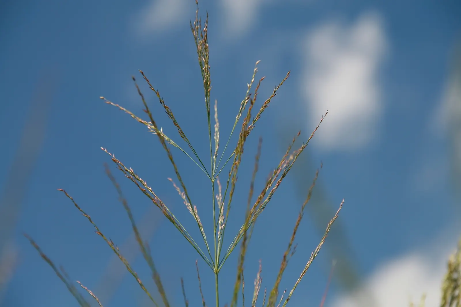Prairie Switch Grass, Bitter Panicu (Panicum Amarum) — This perennial grass grows 3 to 6 feet tall, offering excellent erosion control