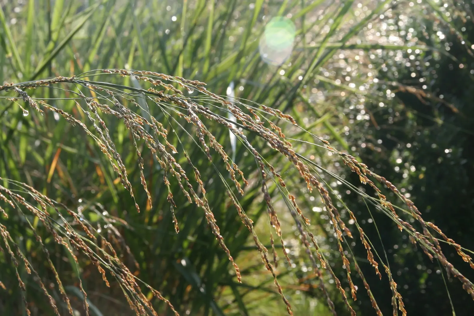 Prairie Switch Grass, Bitter Panicu (Panicum Amarum) — while airy seed heads persist into winter