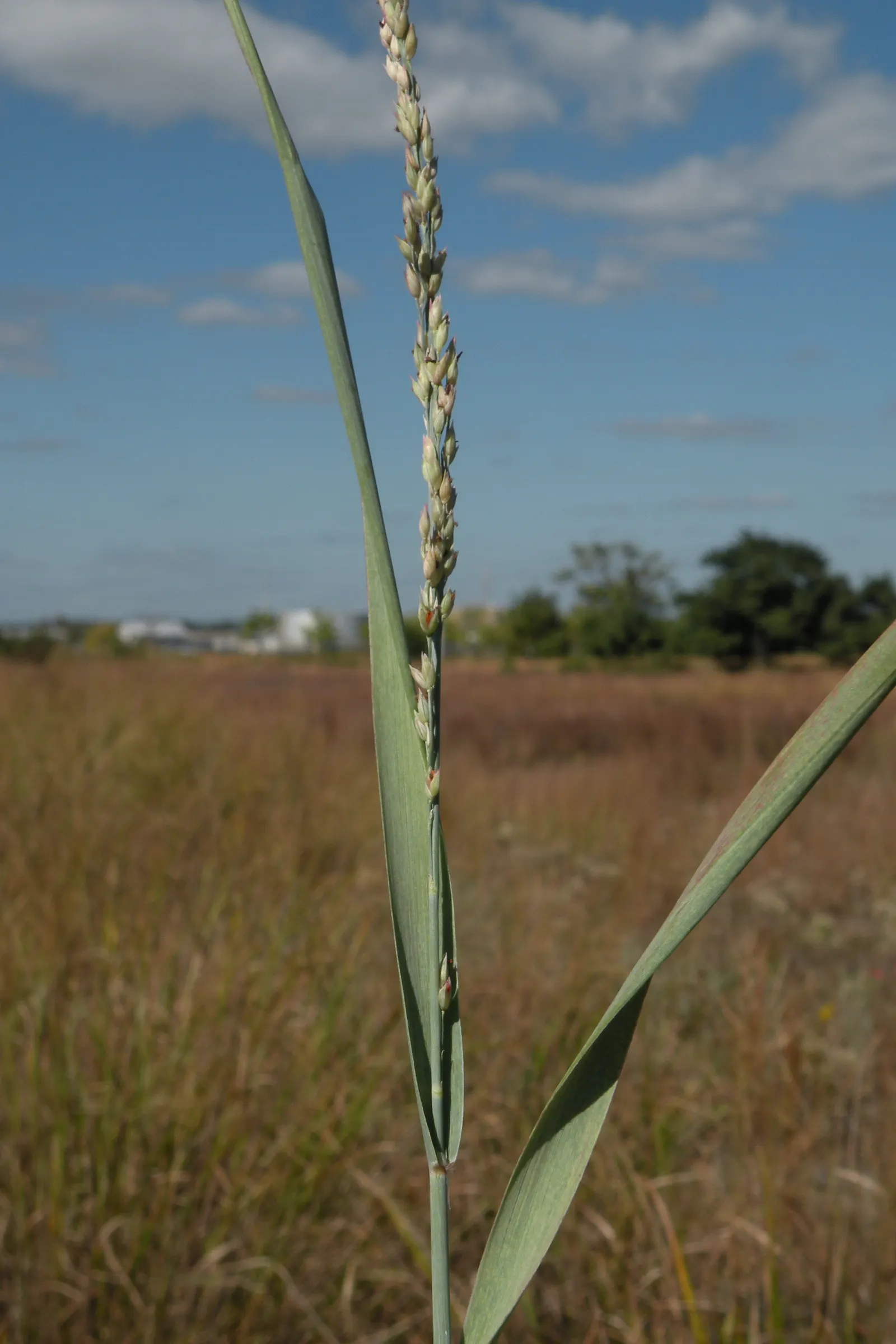 Prairie Switch Grass, Bitter Panicu (Panicum Amarum) — Hardy in zones 4-9, ideal for coastal landscapes
