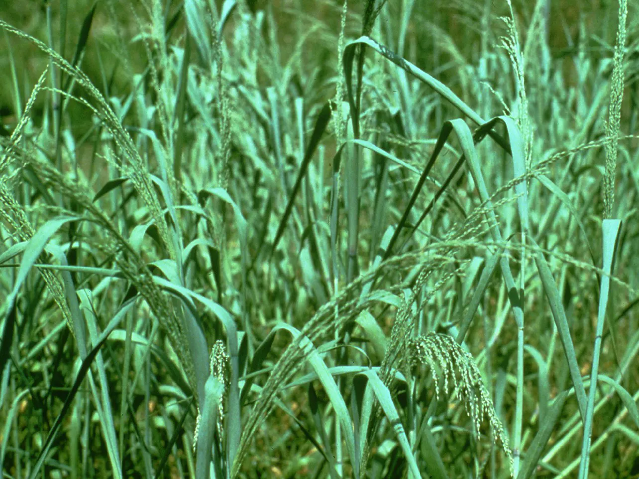 Prairie Switch Grass, Bitter Panicu (Panicum Amarum) — Space plants about 36 inches apart for a naturalistic meadow or as accent specimens