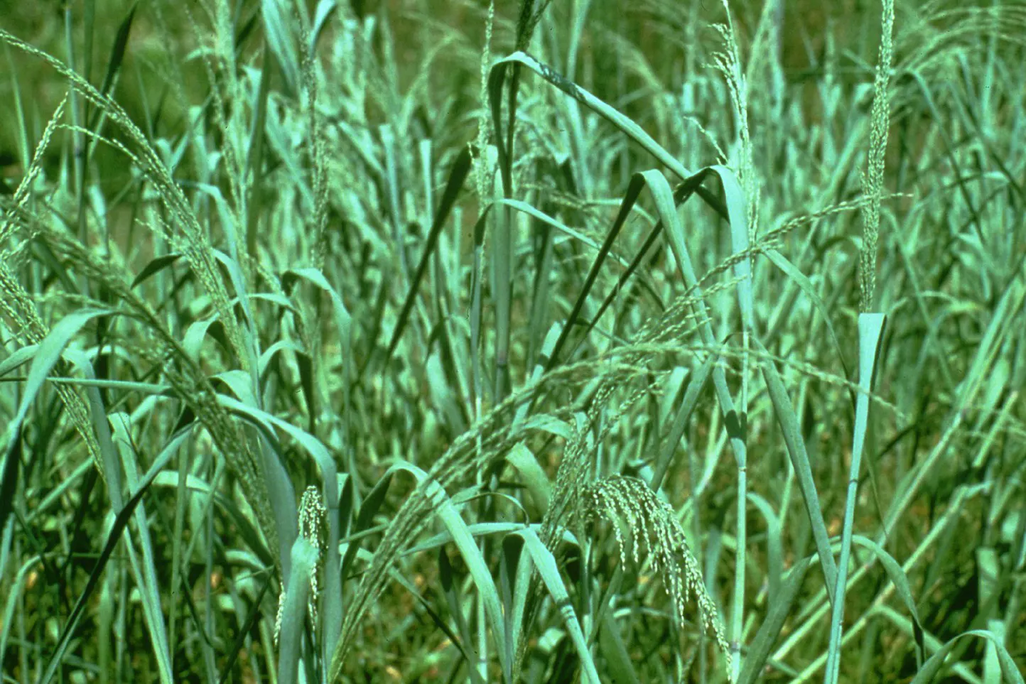Prairie Switch Grass, Bitter Panicu (Panicum Amarum) — providing visual interest and wildlife support