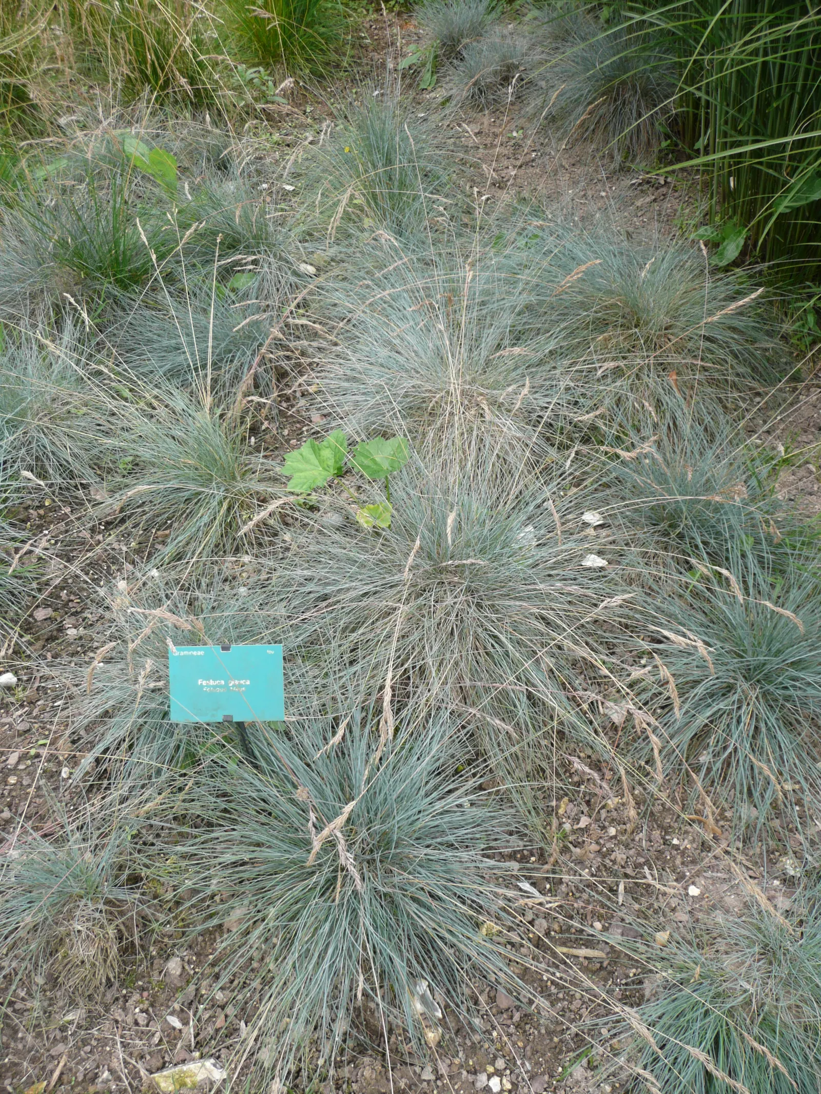 Blue Fescue, Blue Fescue Grass (Festuca Glauca) — giving an overall cohesive look.<br><br>For a bold design; but it can lose some of its blue coloration during