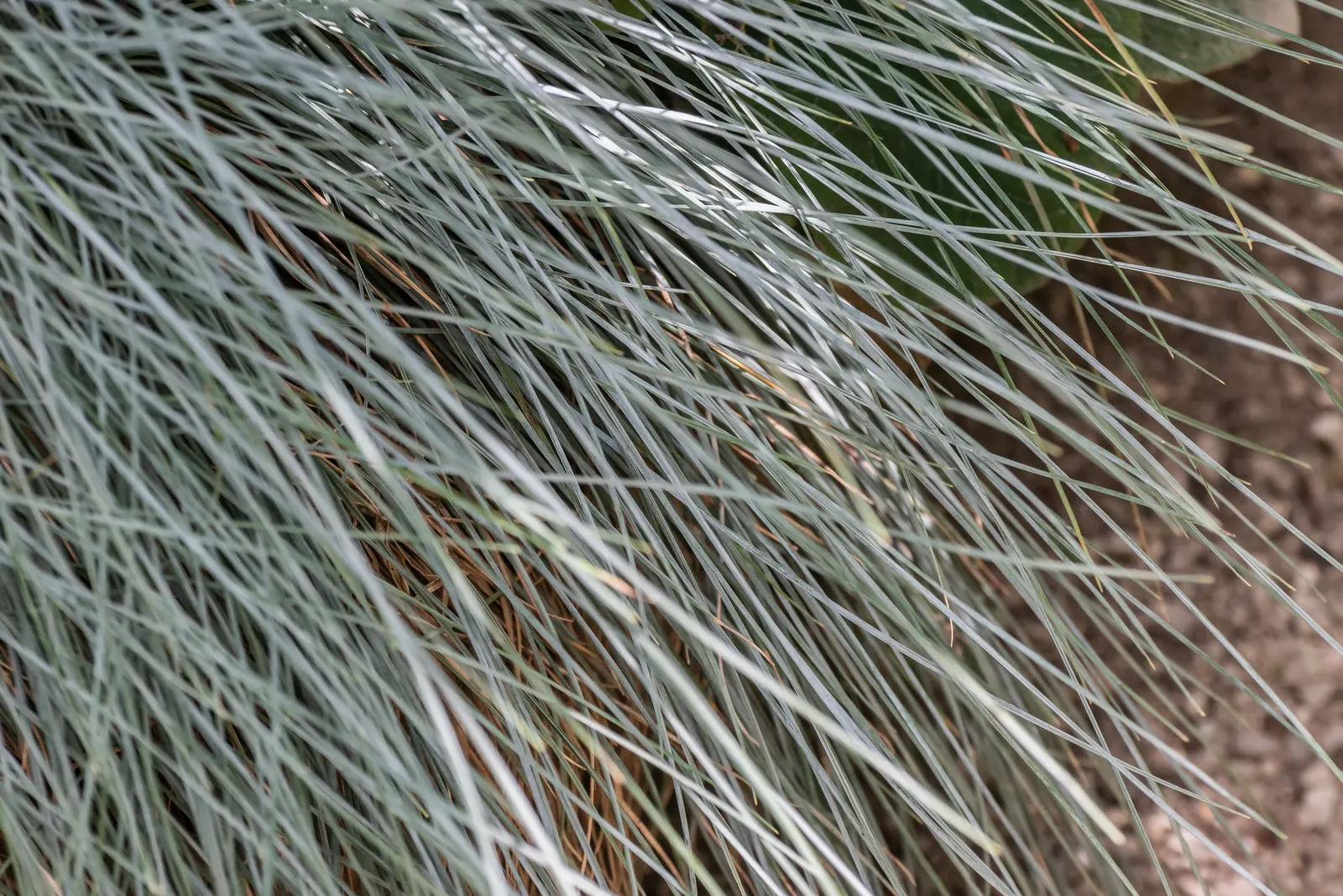 Blue Fescue, Blue Fescue Grass (Festuca Glauca) — Its subtle inflorescence adds texture to the landscape from mid to late summer