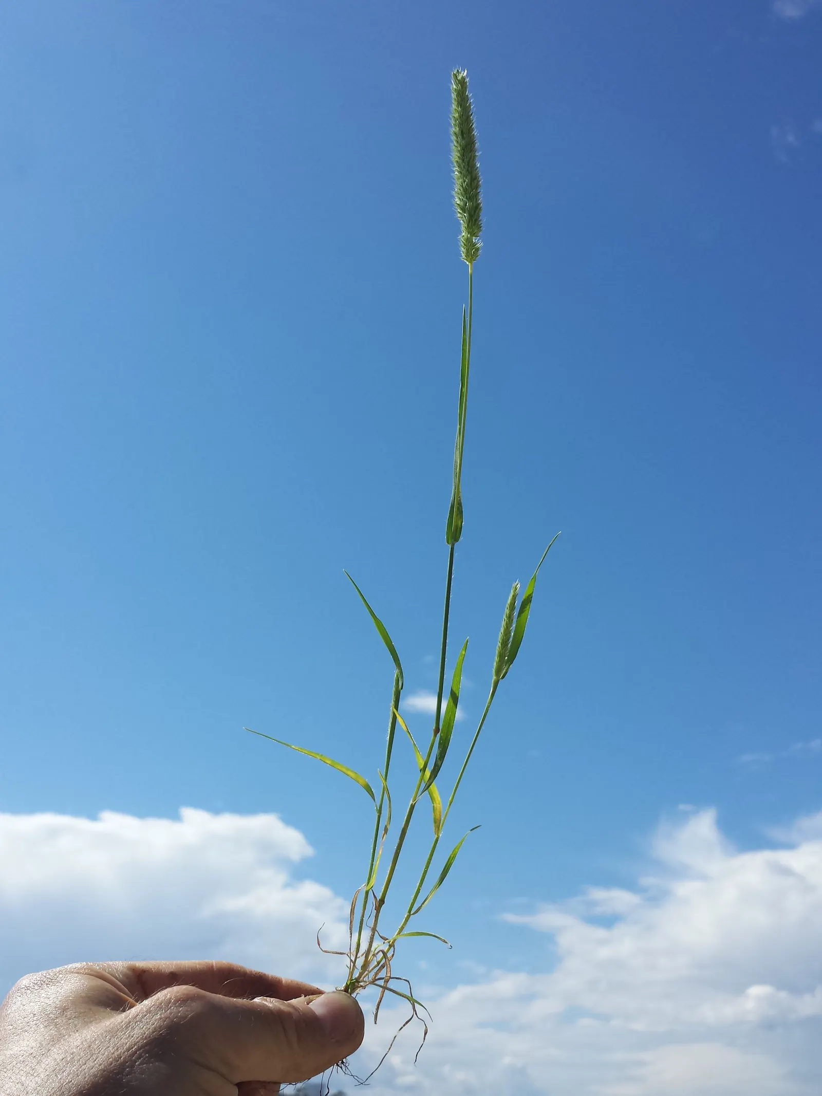 Blue Fescue, Blue Fescue Grass (Festuca Glauca) — Blue Fescue produces airy; while the flowers are tan in color