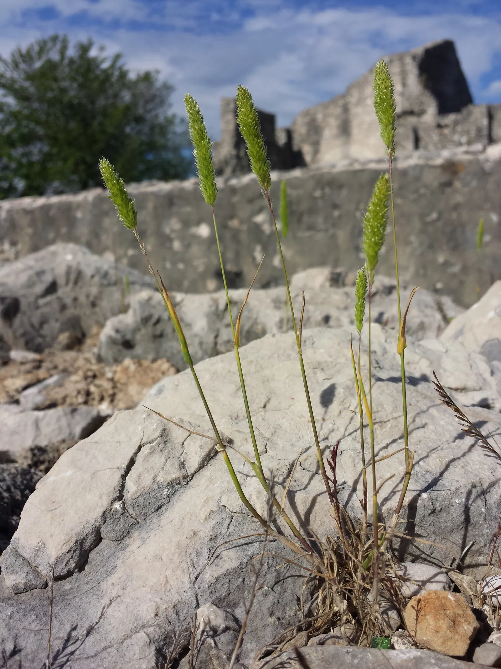 Blue Fescue, Blue Fescue Grass (Festuca Glauca) — plant Blue Fescue in clusters or along pathways to accentuate its spherical form and blue hues