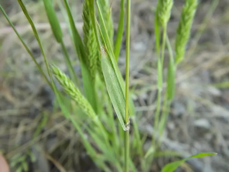 Blue Fescue, Blue Fescue Grass (Festuca Glauca) — grass / ground cover with gold blooms; they blend with the blue foliage