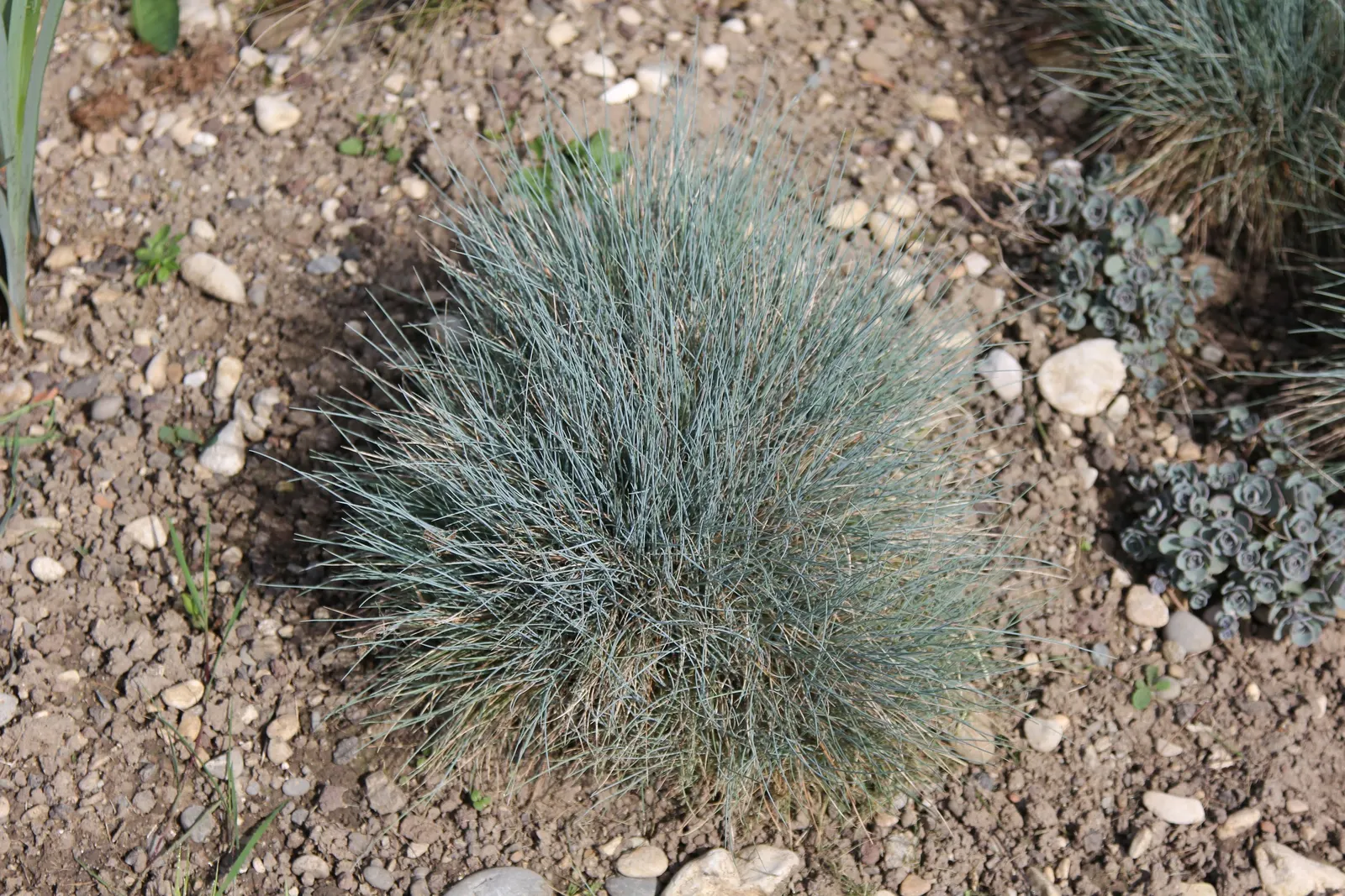 Blue Fescue, Blue Fescue Grass (Festuca Glauca) — Its subtle inflorescence adds texture to the landscape from mid to late summer; often grown as an ornamental