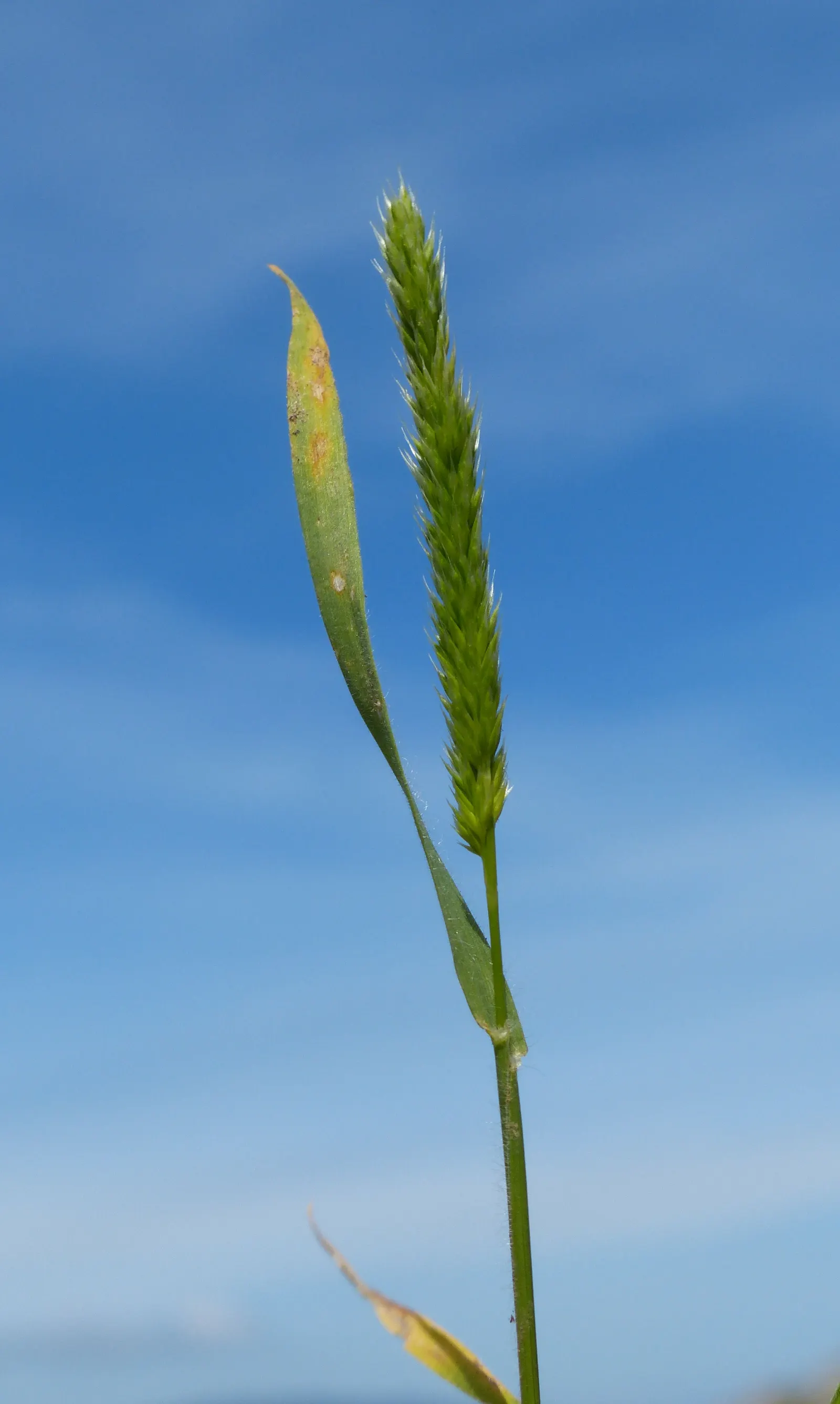 Blue Fescue, Blue Fescue Grass (Festuca Glauca) — Ideal for borders and rock gardens; to ensure the healthiest specimens