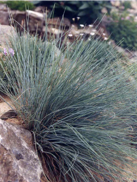 Blue Fescue, Blue Fescue Grass (Festuca Glauca) — Blue Fescue (Festuca glauca) is a perennial grass known for its striking; blue Fescue produces airy