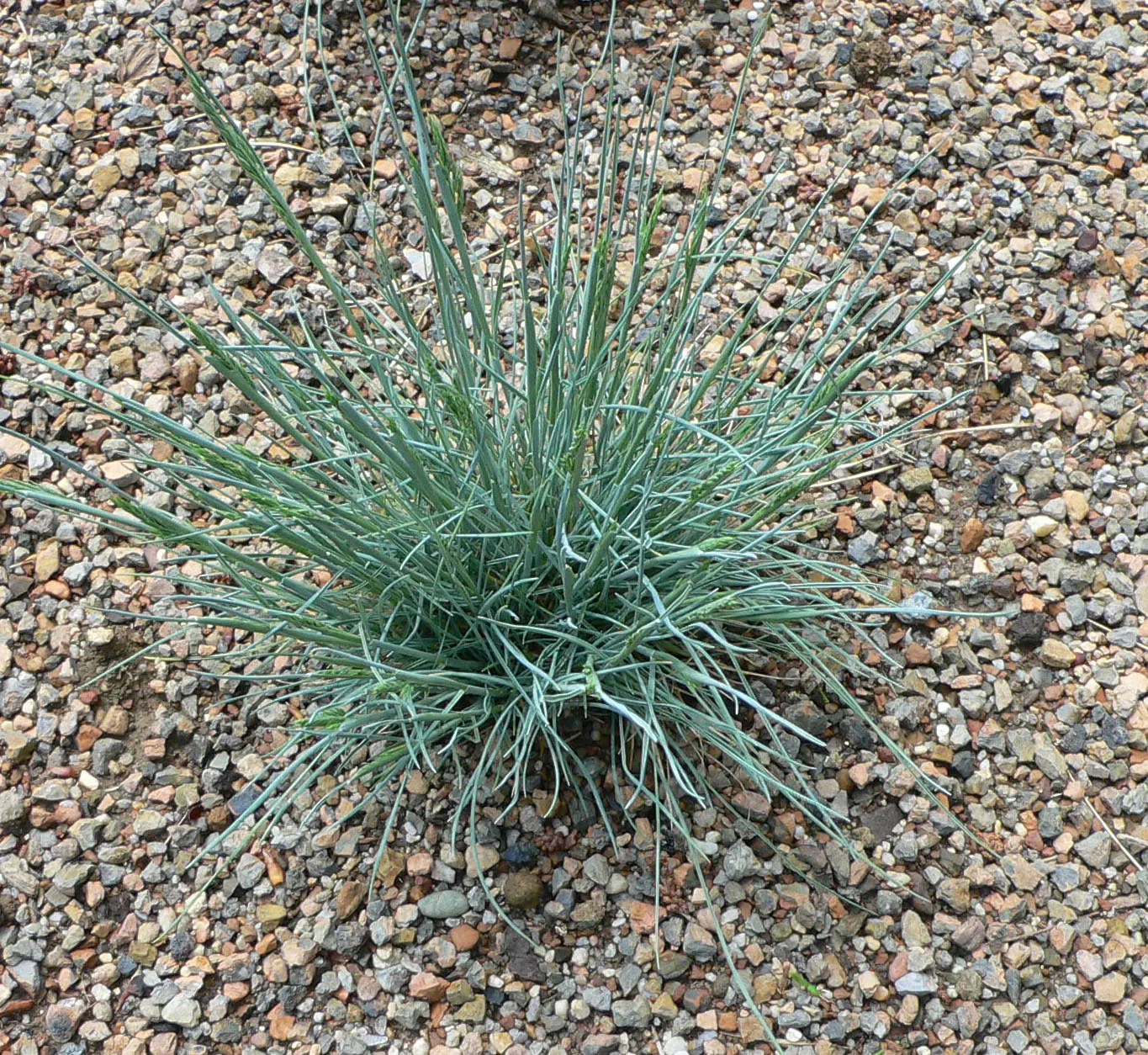 Blue Fescue, Blue Fescue Grass (Festuca Glauca) — Often grown as an ornamental