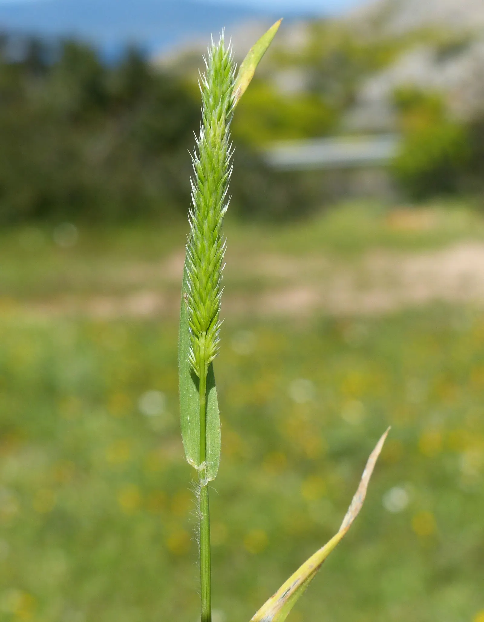 Blue Fescue, Blue Fescue Grass (Festuca Glauca) — To ensure the healthiest specimens