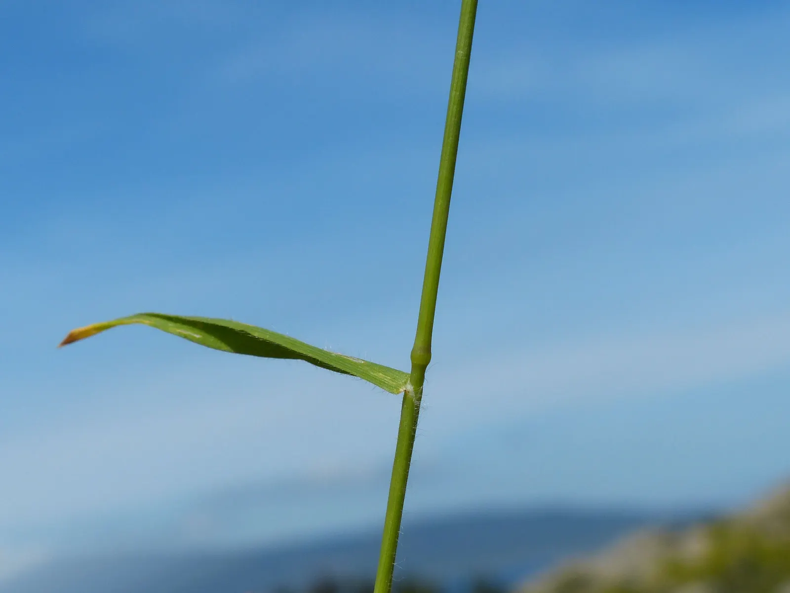 Blue Fescue, Blue Fescue Grass (Festuca Glauca) — To maintain its compact shape and vivid color; it prefers well-drained soil and once established