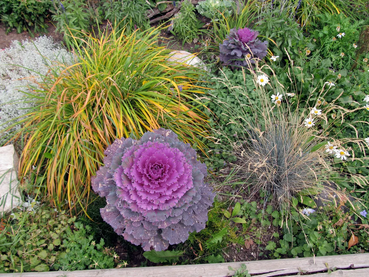 Blue Fescue, Blue Fescue Grass (Festuca Glauca) — but it can lose some of its blue coloration during the winter months in colder climates