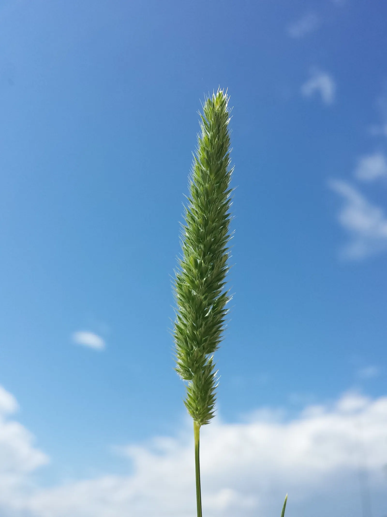 Blue Fescue, Blue Fescue Grass (Festuca Glauca) — they blend with the blue foliage; wheat-like flower stalks that can reach heights up to 12 to 14 inches
