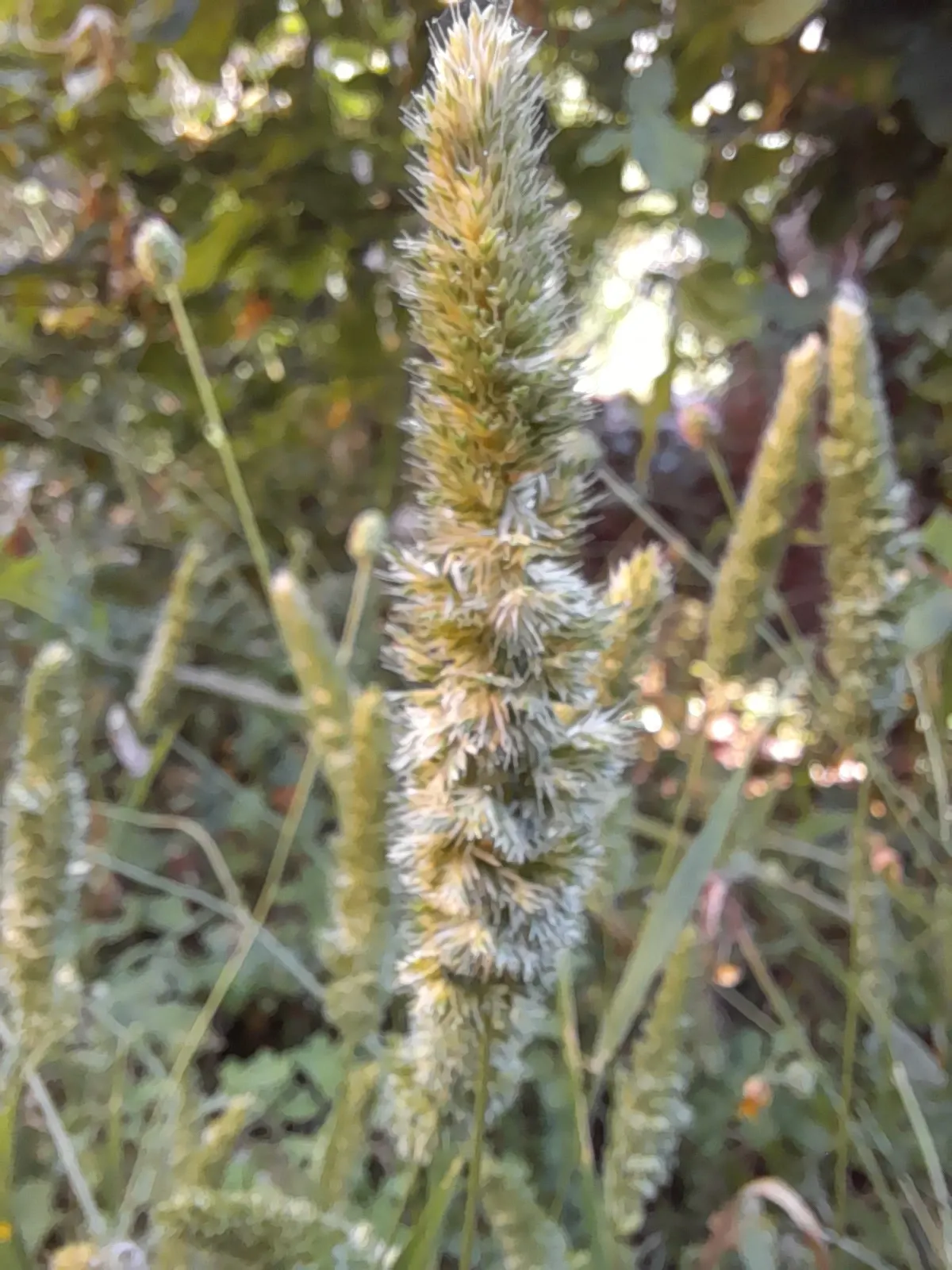 Blue Fescue, Blue Fescue Grass (Festuca Glauca) — this drought-tolerant perennial thrives in full sun and well-drained soil