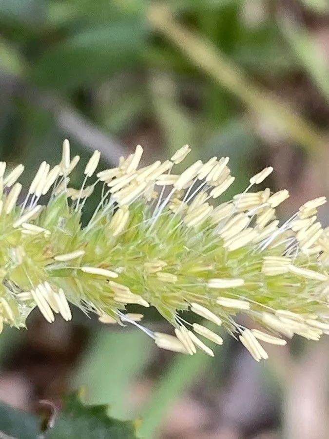 Blue Fescue, Blue Fescue Grass (Festuca Glauca) — exhibits drought tolerance; gold flowers in the garden