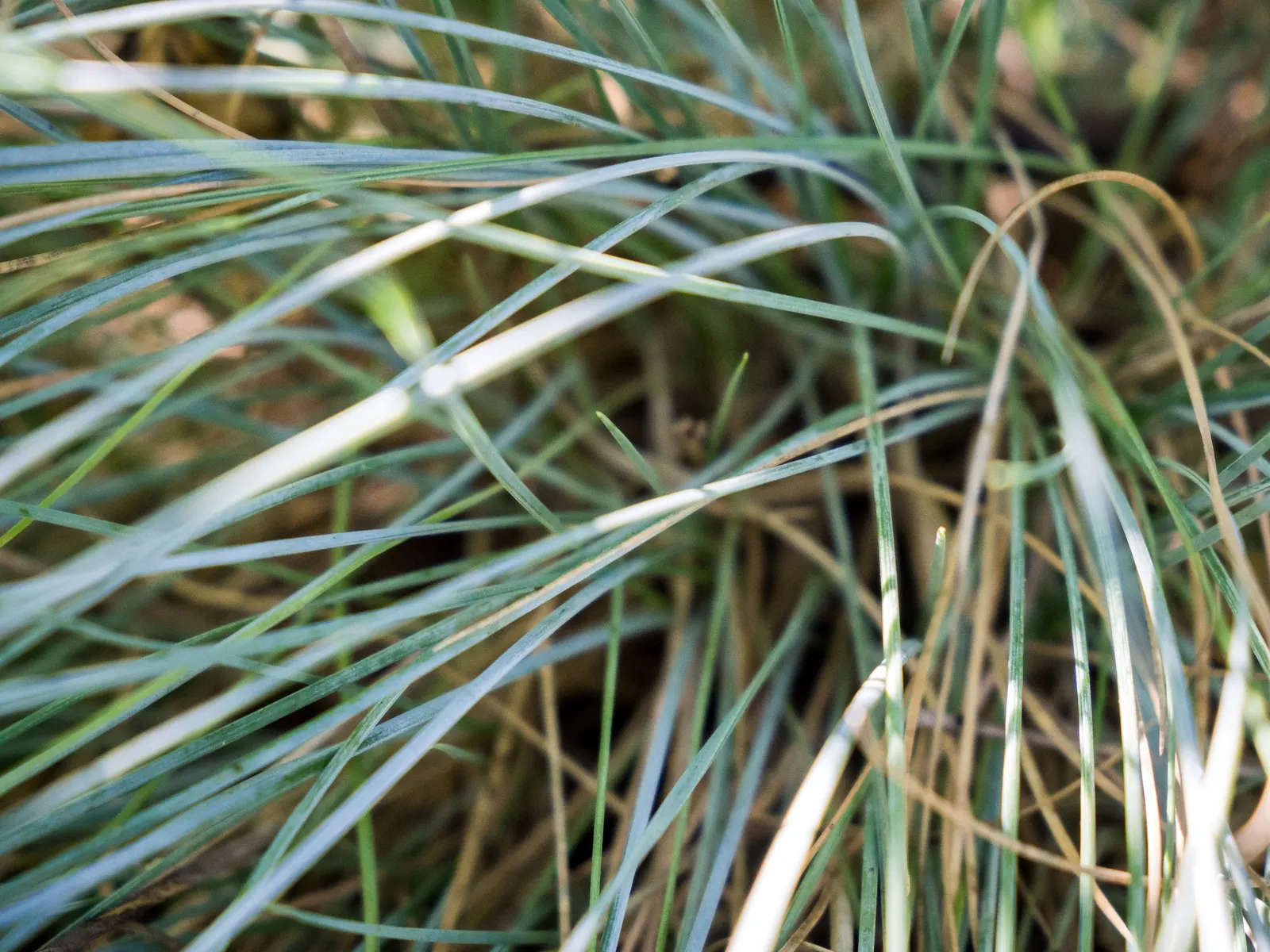 Blue Fescue, Blue Fescue Grass (Festuca Glauca) — grass / ground cover for full or half; and remove any dead foliage to tackle potential fungal issues