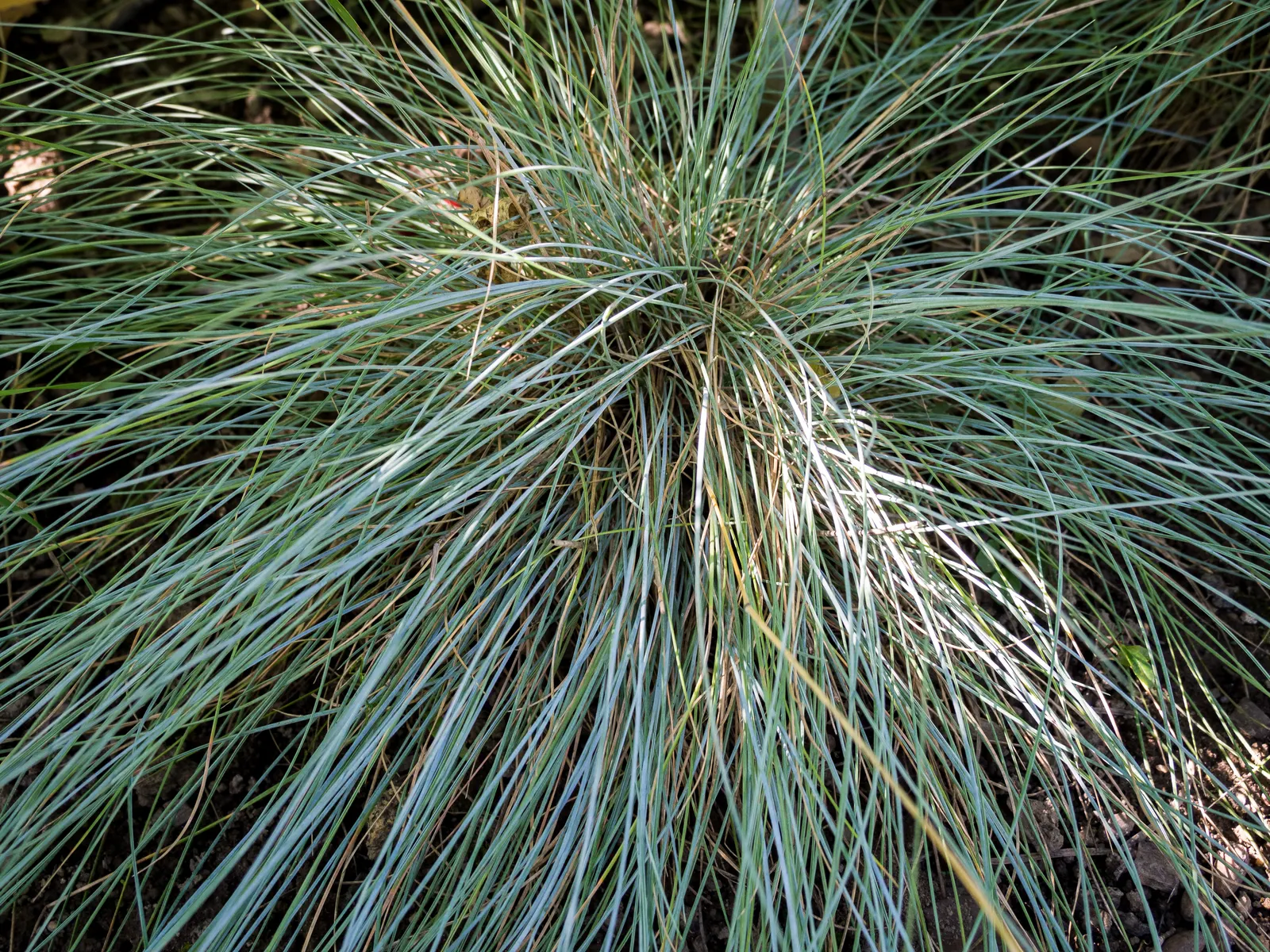 Blue Fescue, Blue Fescue Grass (Festuca Glauca) — evergreen nature allows it to stand out year-round; blue-gray foliage that adds a unique color contrast to