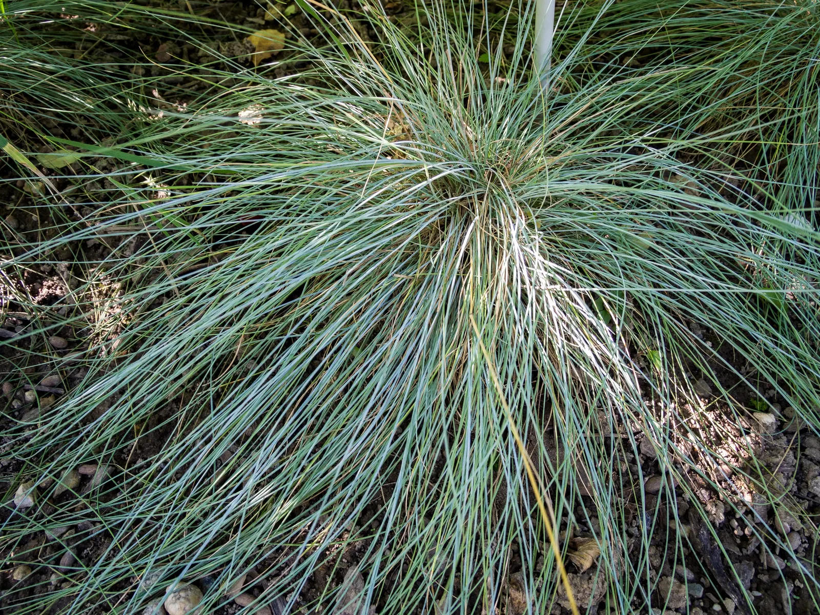 Blue Fescue, Blue Fescue Grass (Festuca Glauca) — wheat-like flower stalks that can reach heights up to 12 to 14 inches; divide clumps in the spring