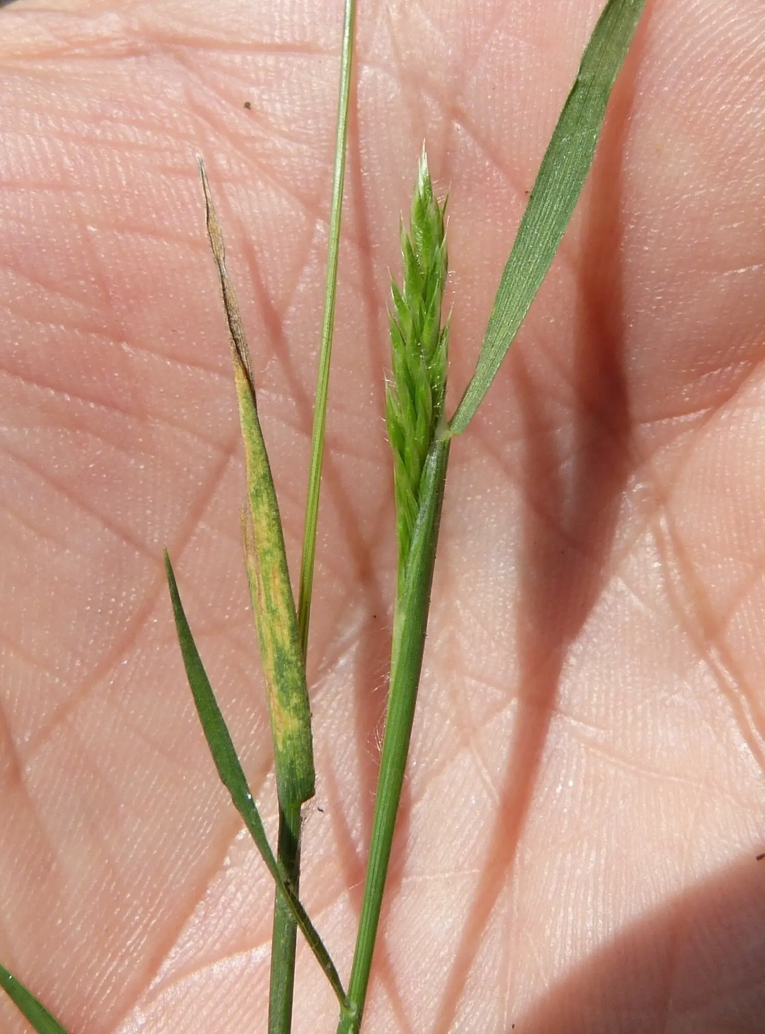 Blue Fescue, Blue Fescue Grass (Festuca Glauca) — with a typical height and width of 6 to 10 inches
