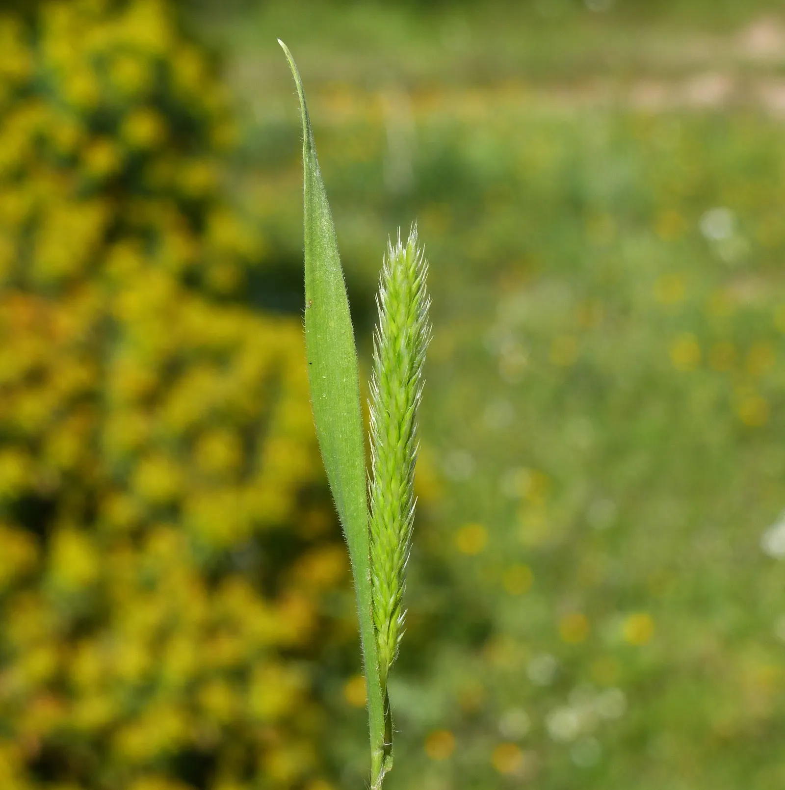 Blue Fescue, Blue Fescue Grass (Festuca Glauca) — To maintain its compact shape and vivid color