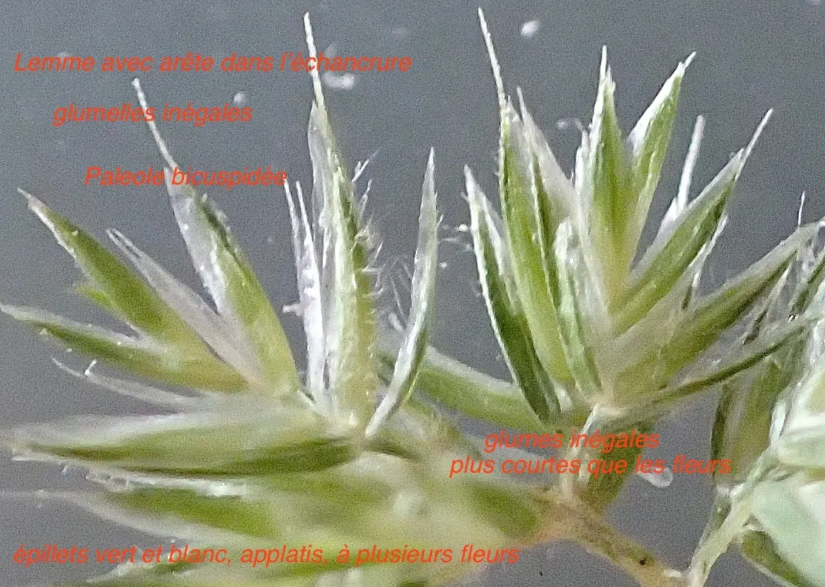 Blue Fescue, Blue Fescue Grass (Festuca Glauca) — making it a low-maintenance option for various landscape settings