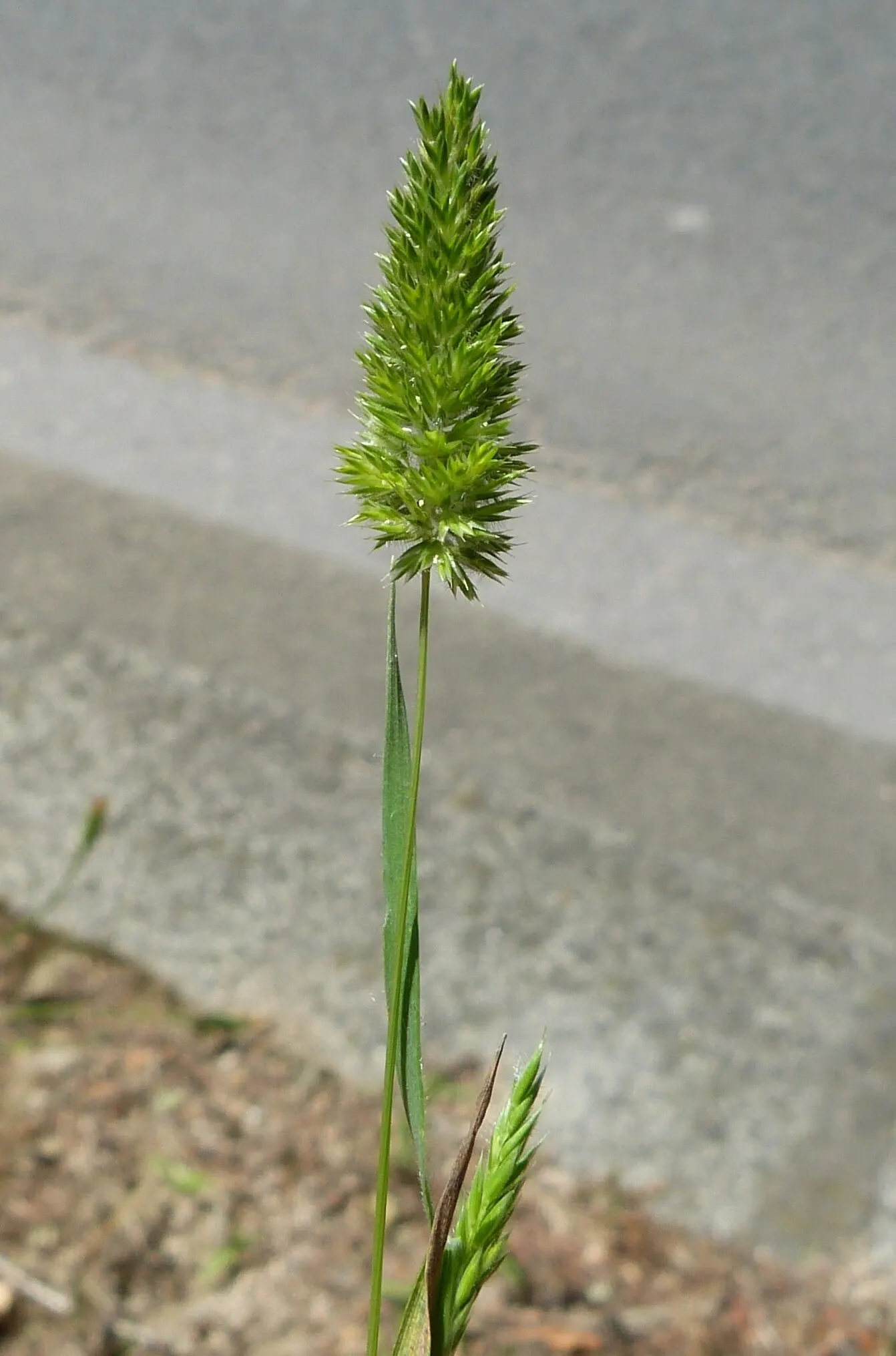 Blue Fescue, Blue Fescue Grass (Festuca Glauca) — These inflorescences extend above the foliage and add a subtle texture contrast