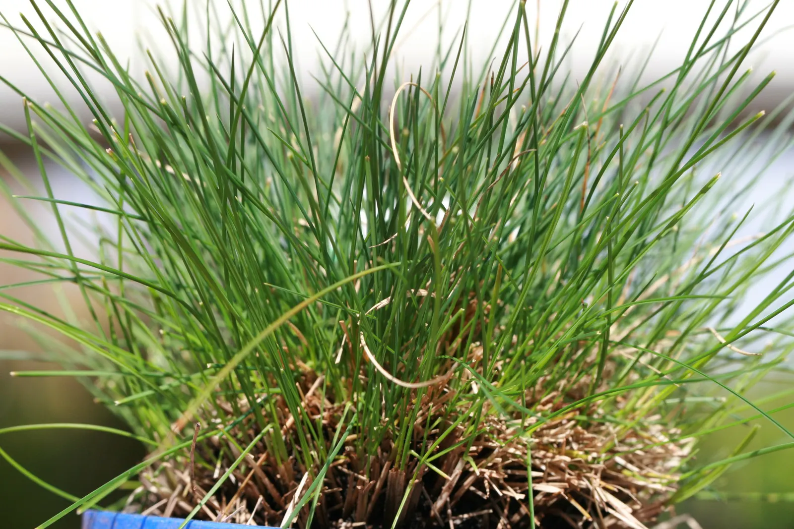 Blue Fescue, Blue Fescue Grass (Festuca Glauca) — making it a low-maintenance option for various landscape settings; this drought-tolerant perennial thrives in