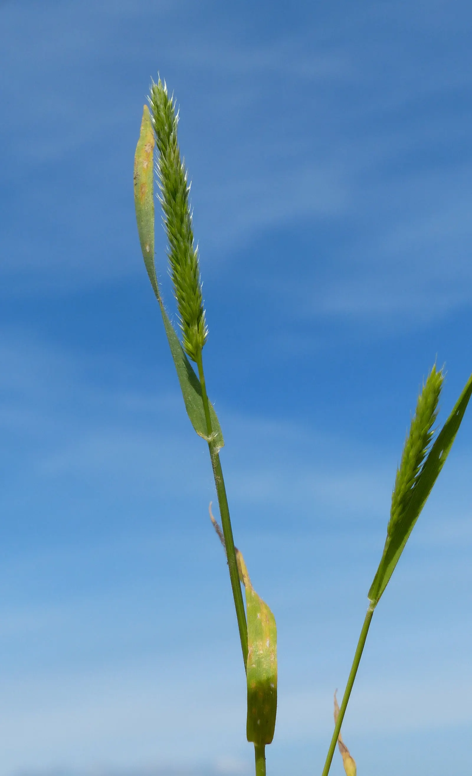 Blue Fescue, Blue Fescue Grass (Festuca Glauca) — Blue Fescue (Festuca glauca) is a resilient ornamental grass; ideal for borders and rock gardens