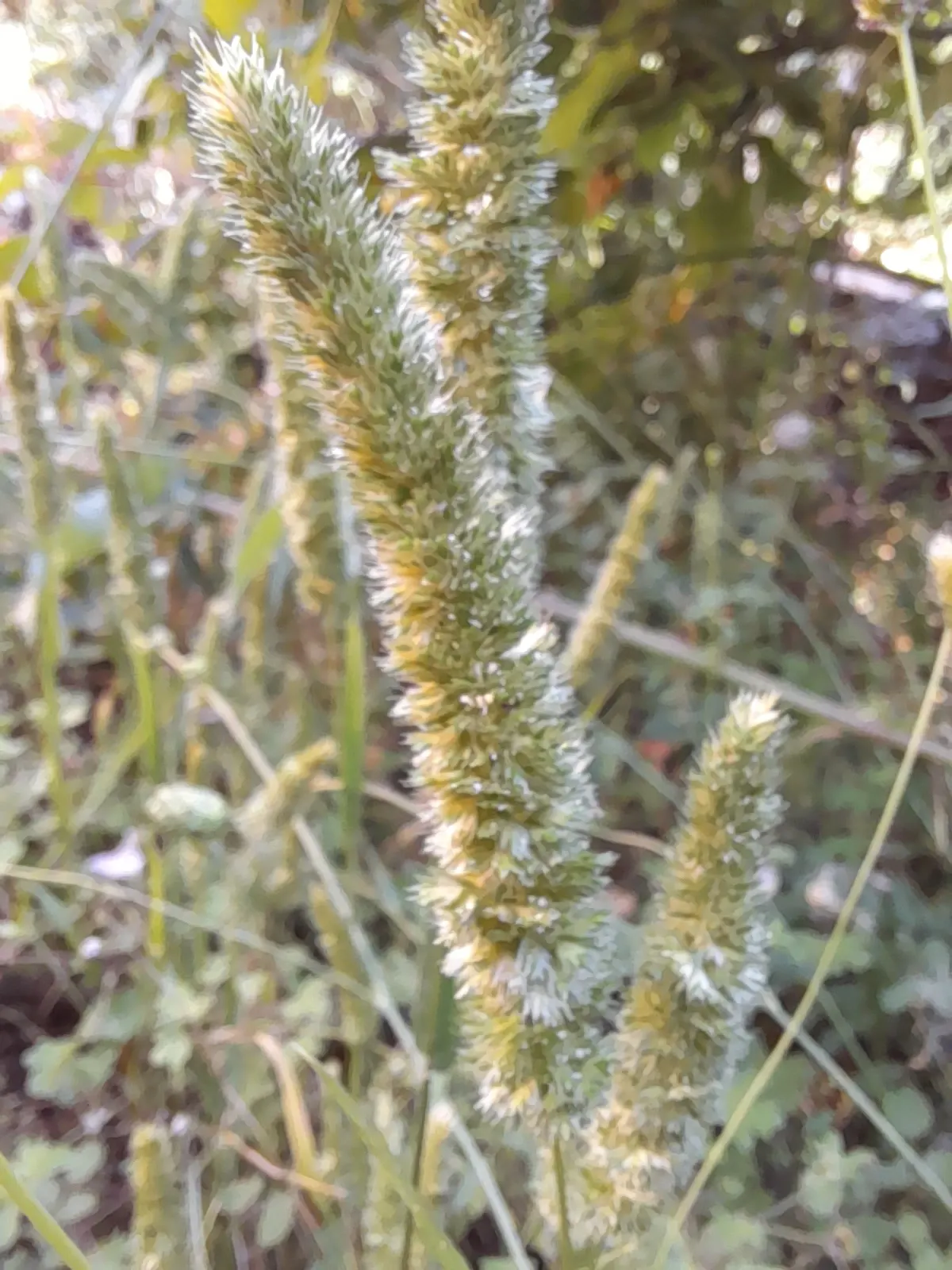 Blue Fescue, Blue Fescue Grass (Festuca Glauca) — with a typical height and width of 6 to 10 inches; blue Fescue (Festuca glauca) is a perennial grass known