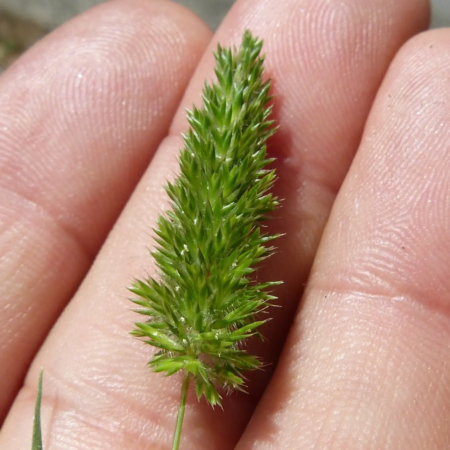 Blue Fescue, Blue Fescue Grass (Festuca Glauca) — divide clumps in the spring; grass / ground cover with gold blooms