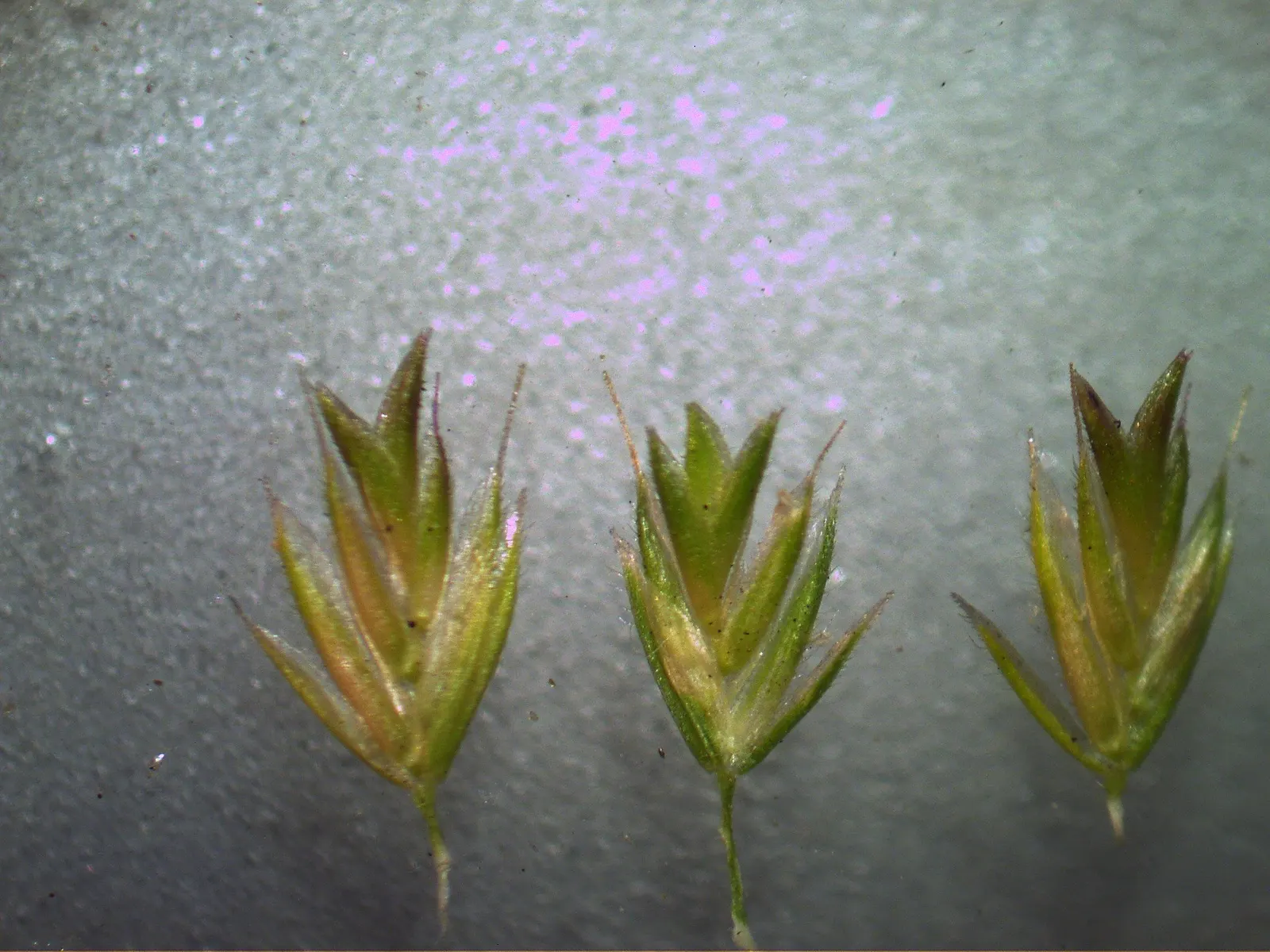 Blue Fescue, Blue Fescue Grass (Festuca Glauca) — Blue Fescue produces airy