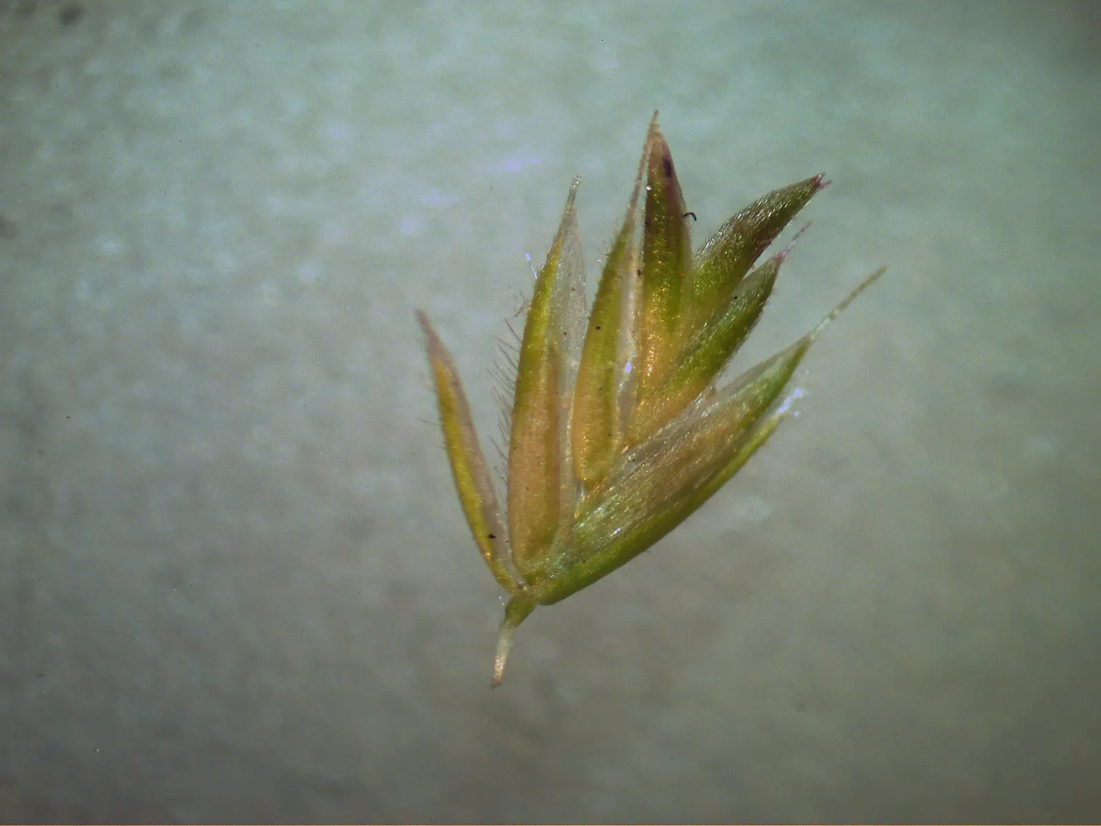 Blue Fescue, Blue Fescue Grass (Festuca Glauca) — These inflorescences extend above the foliage and add a subtle texture contrast; it maintains year-round