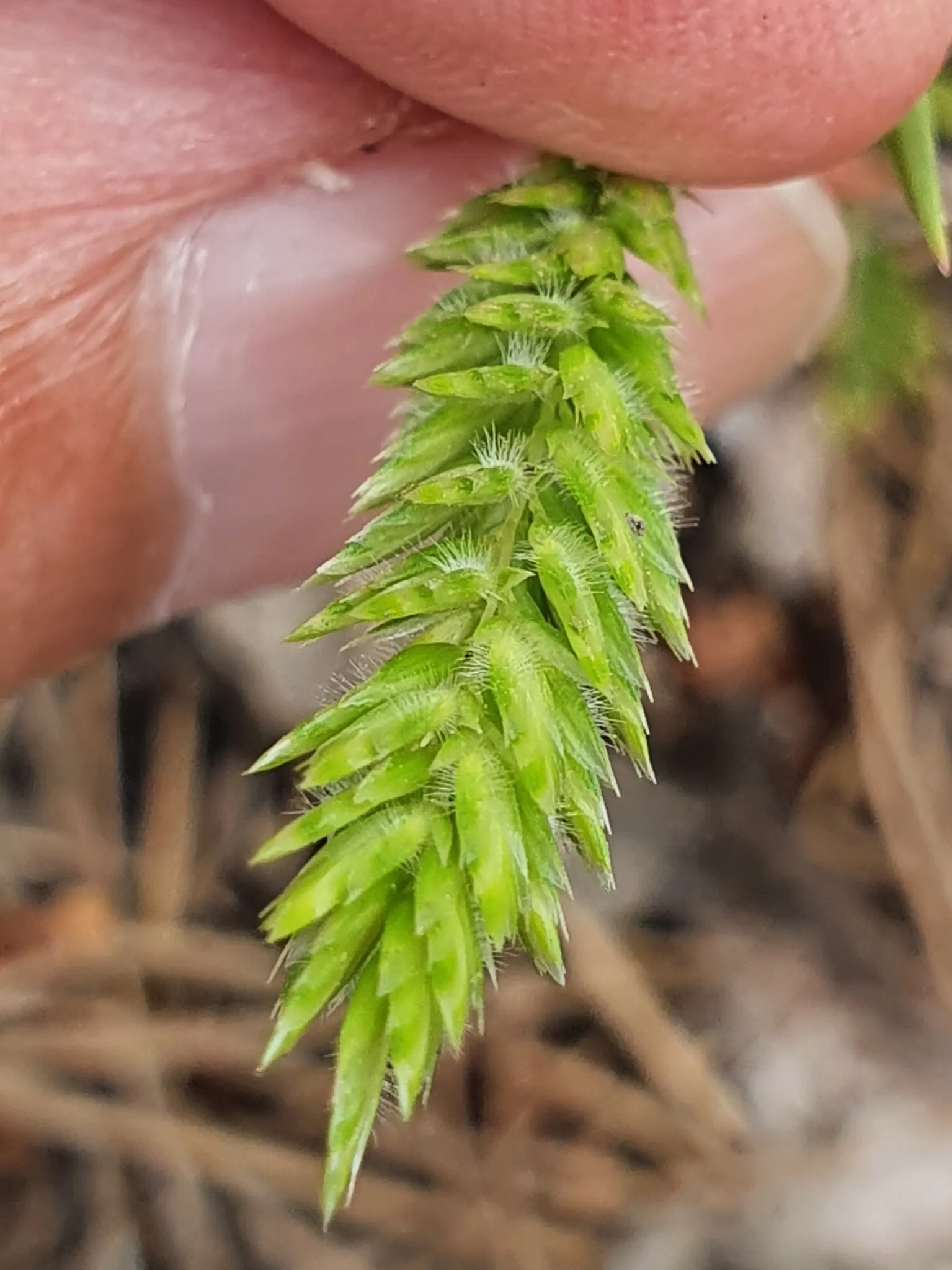 Blue Fescue, Blue Fescue Grass (Festuca Glauca) — wheat-like flower stalks that can reach heights up to 12 to 14 inches