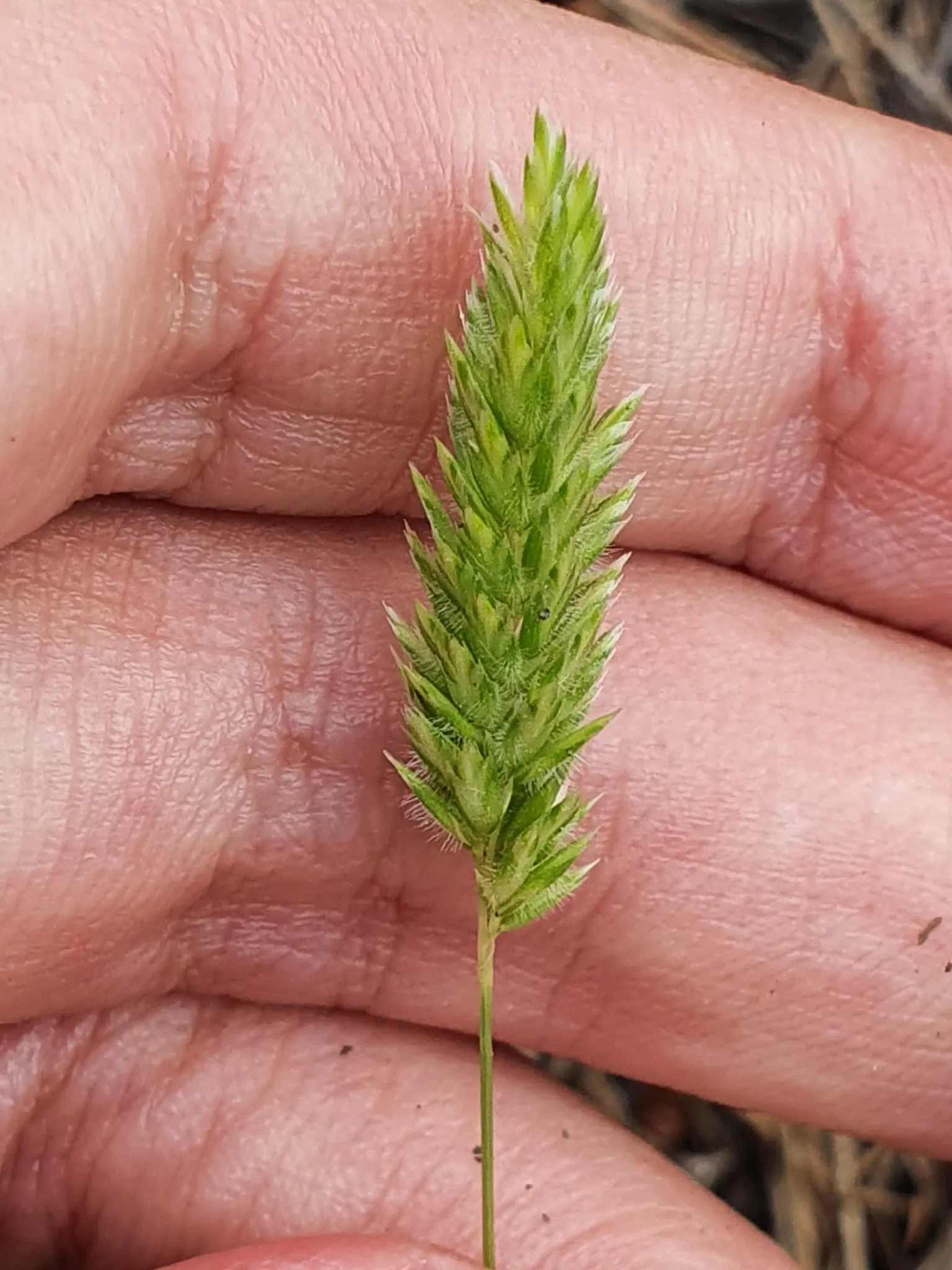 Blue Fescue, Blue Fescue Grass (Festuca Glauca) — they blend with the blue foliage