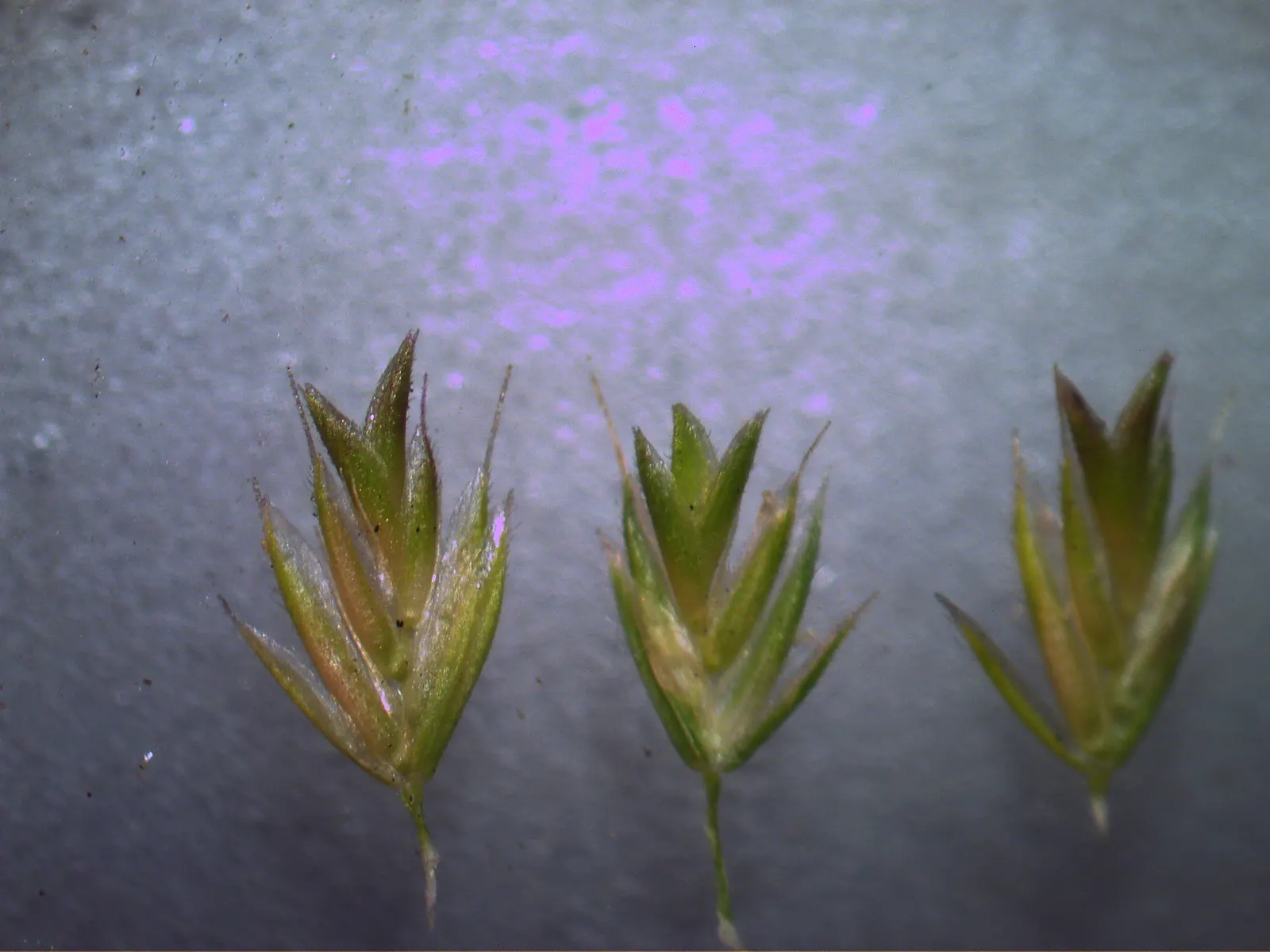 Blue Fescue, Blue Fescue Grass (Festuca Glauca) — While the flowers are tan in color