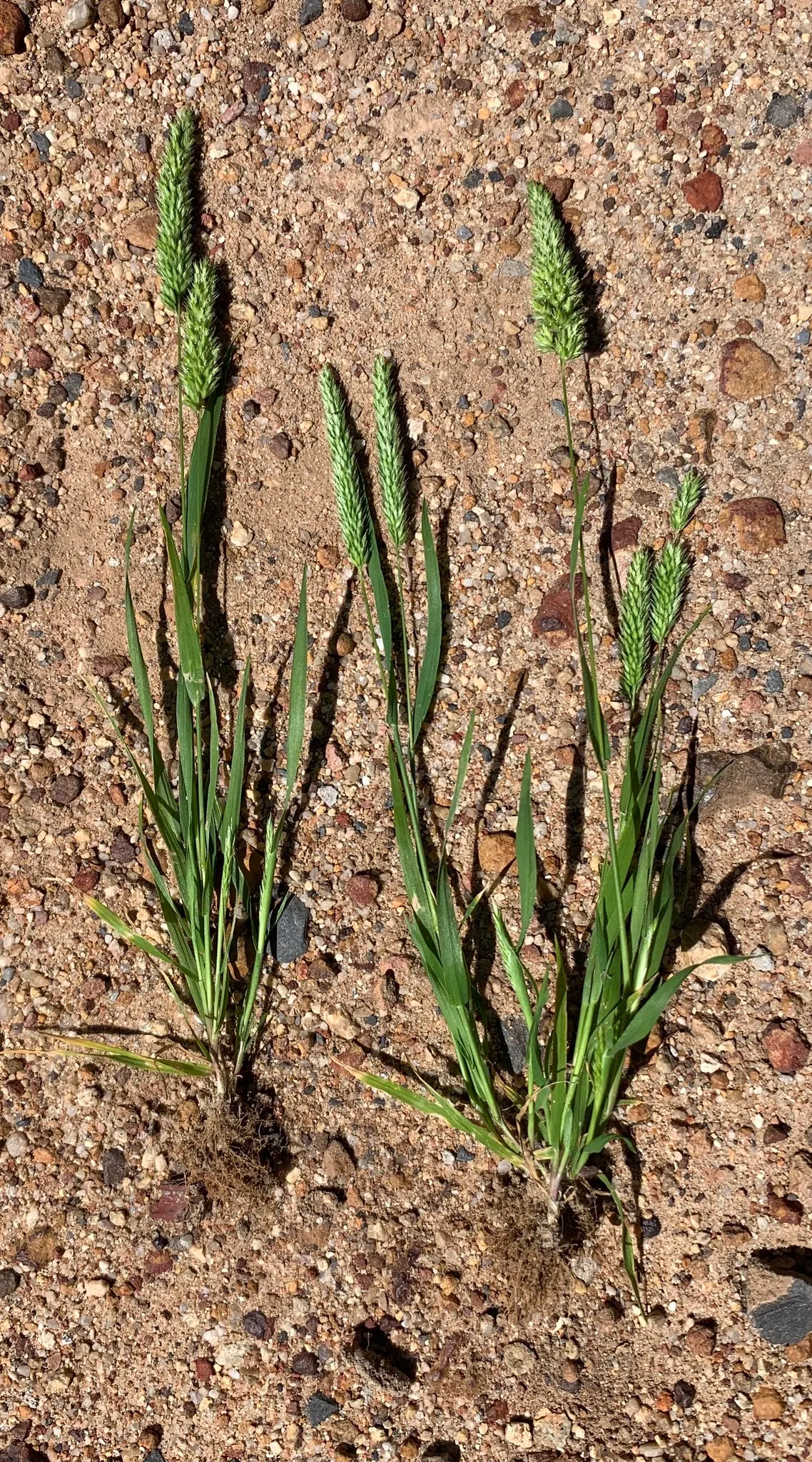 Blue Fescue, Blue Fescue Grass (Festuca Glauca) — outstanding for its compact; making it ideal for borders