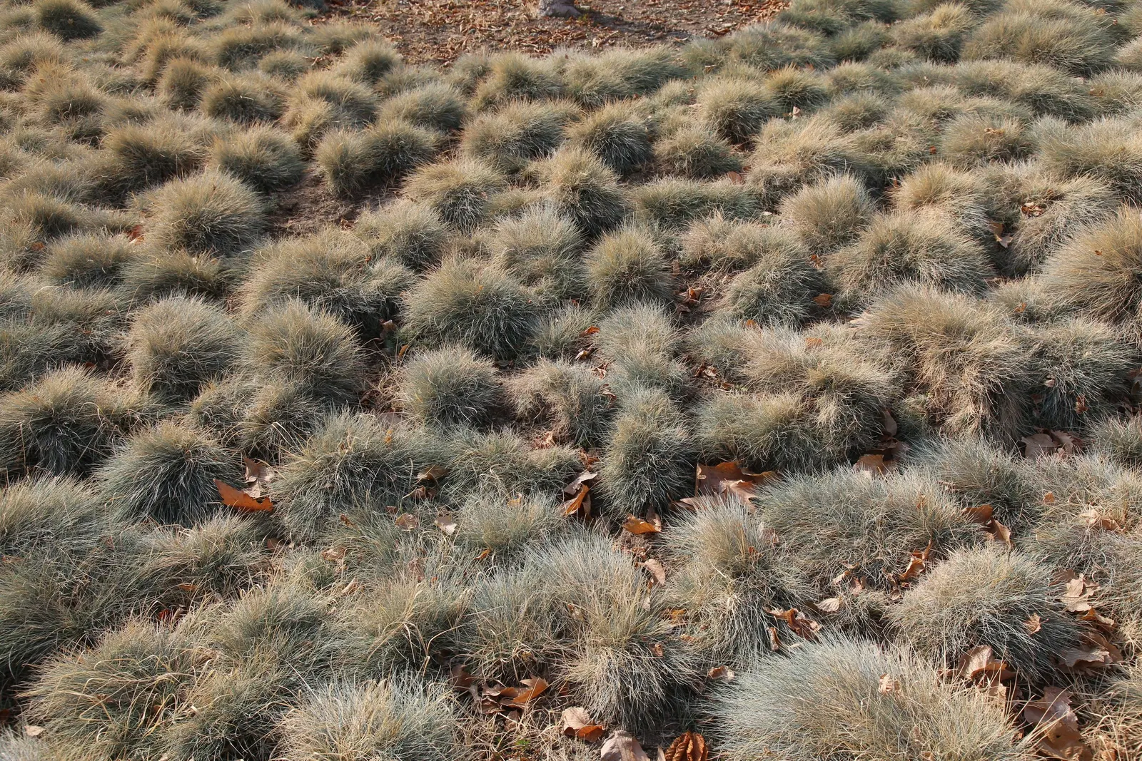 Blue Fescue, Blue Fescue Grass (Festuca Glauca) — It maintains year-round color, reaching a mature height and spread of 6 to 10 inches with minimal care; these
