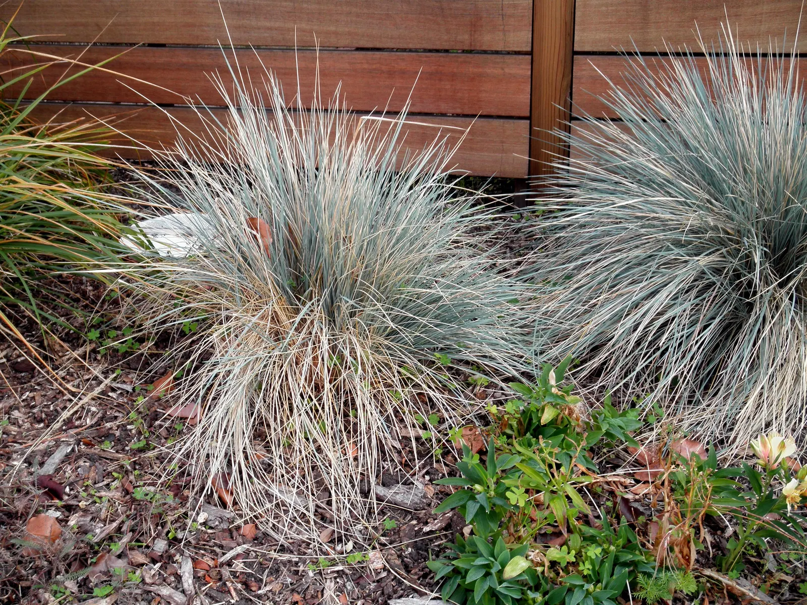 Blue Fescue, Blue Fescue Grass (Festuca Glauca) — blue-gray foliage that adds a unique color contrast to any landscape design
