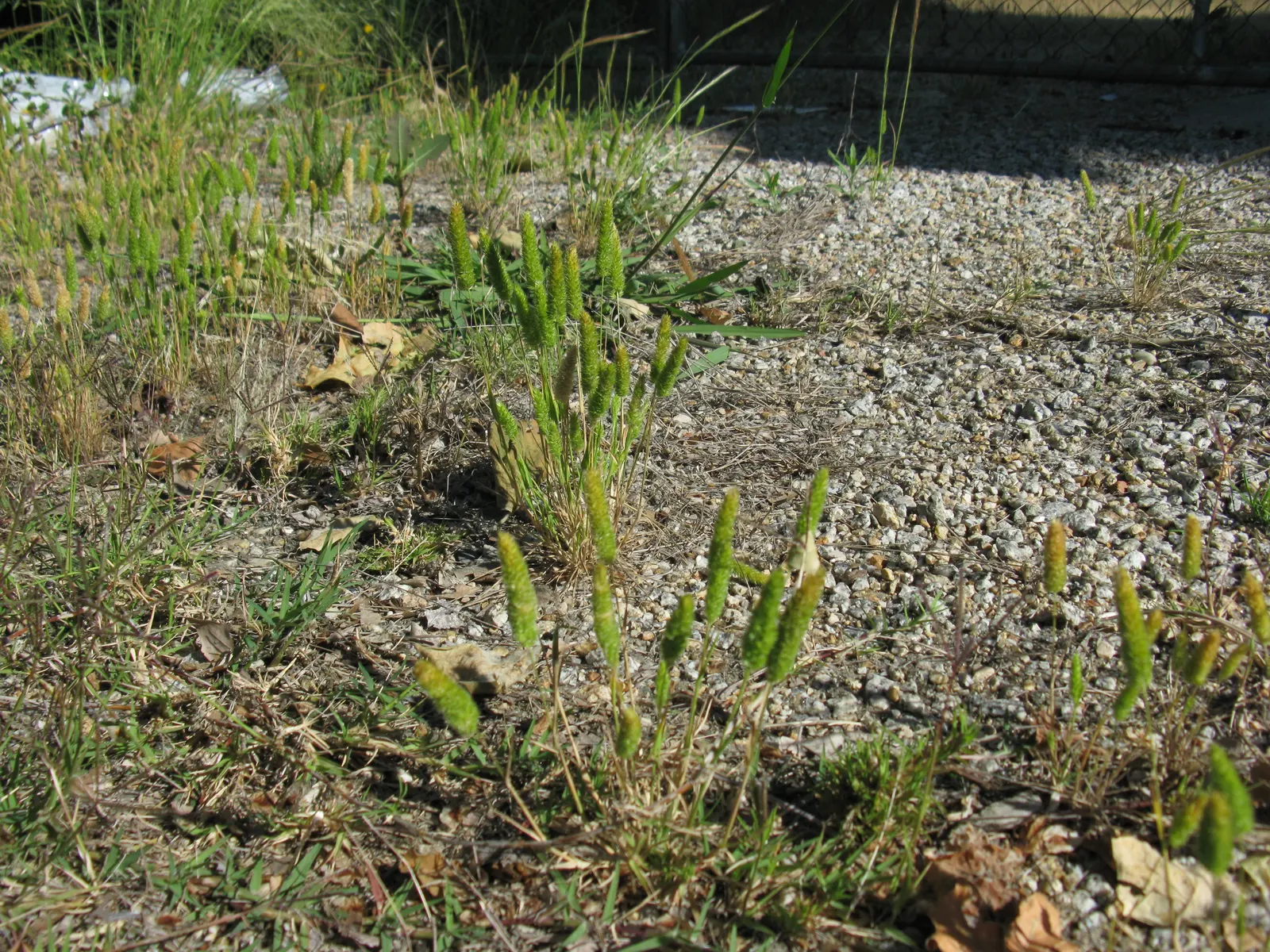 Blue Fescue, Blue Fescue Grass (Festuca Glauca) — evergreen nature allows it to stand out year-round
