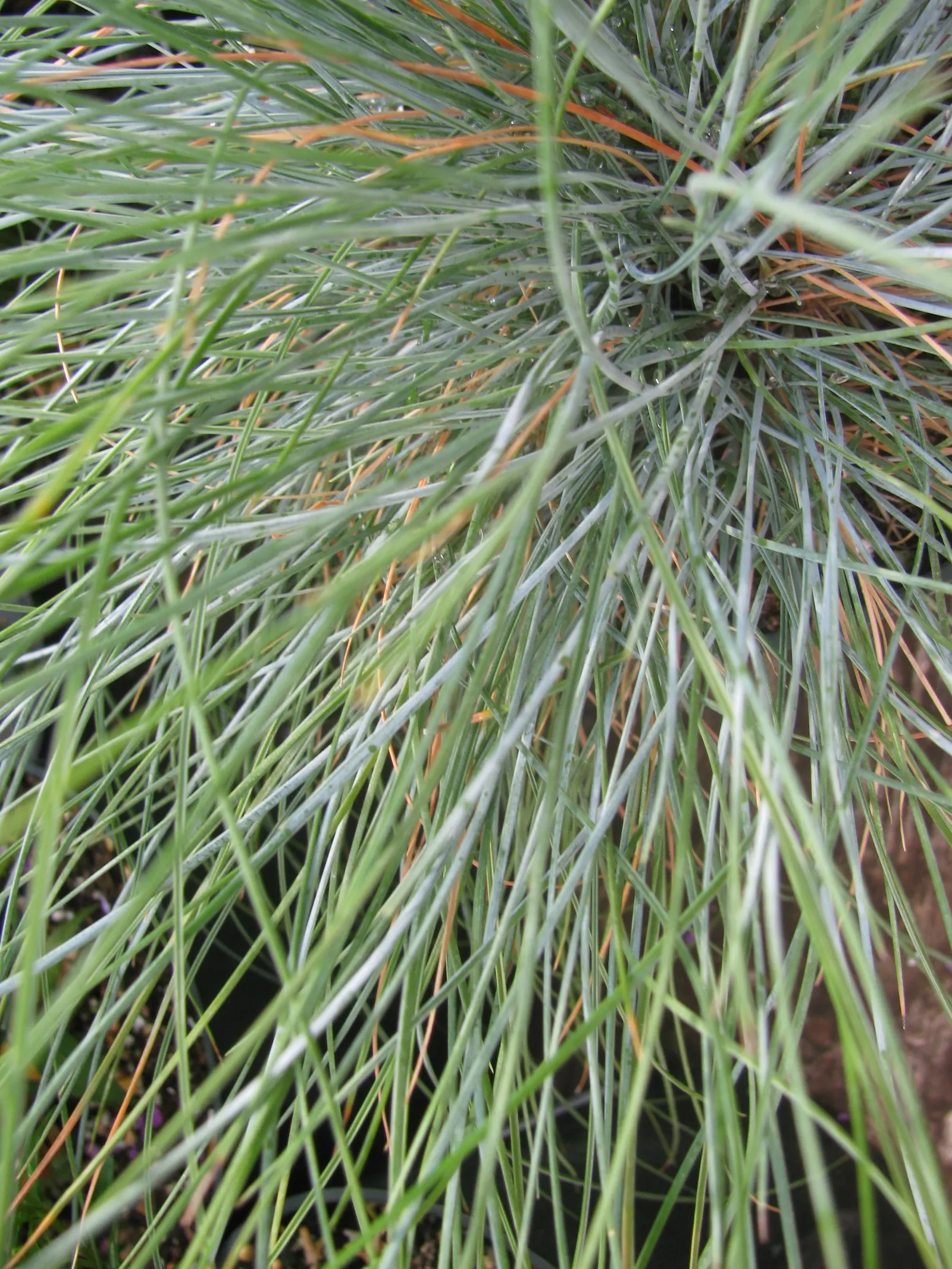 Blue Fescue, Blue Fescue Grass (Festuca Glauca) — While the flowers are tan in color; with a typical height and width of 6 to 10 inches