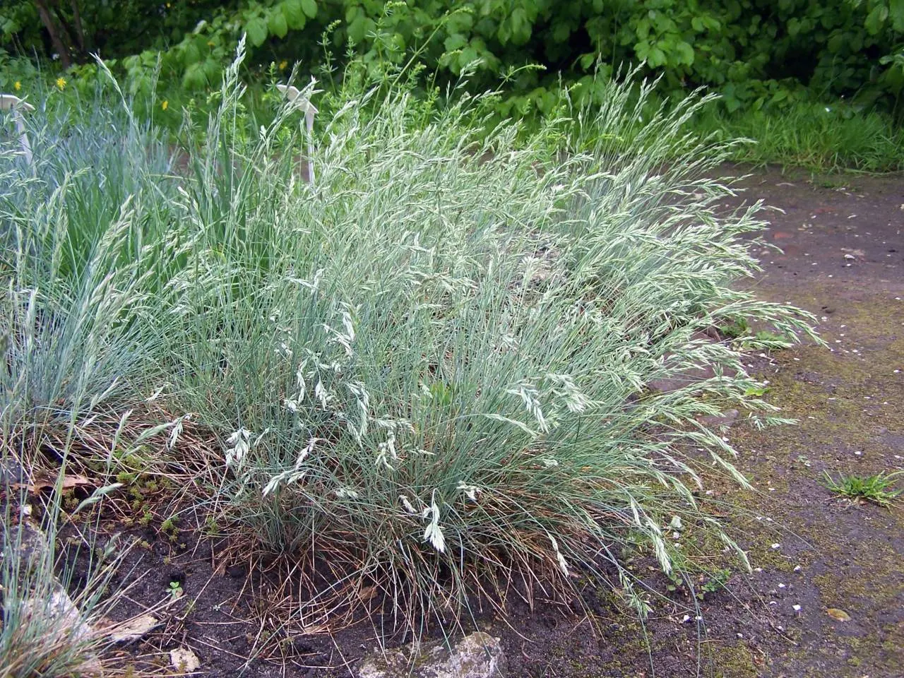 Blue Fescue, Blue Fescue Grass (Festuca Glauca) — Often grown as an ornamental; grass / ground cover for full or half