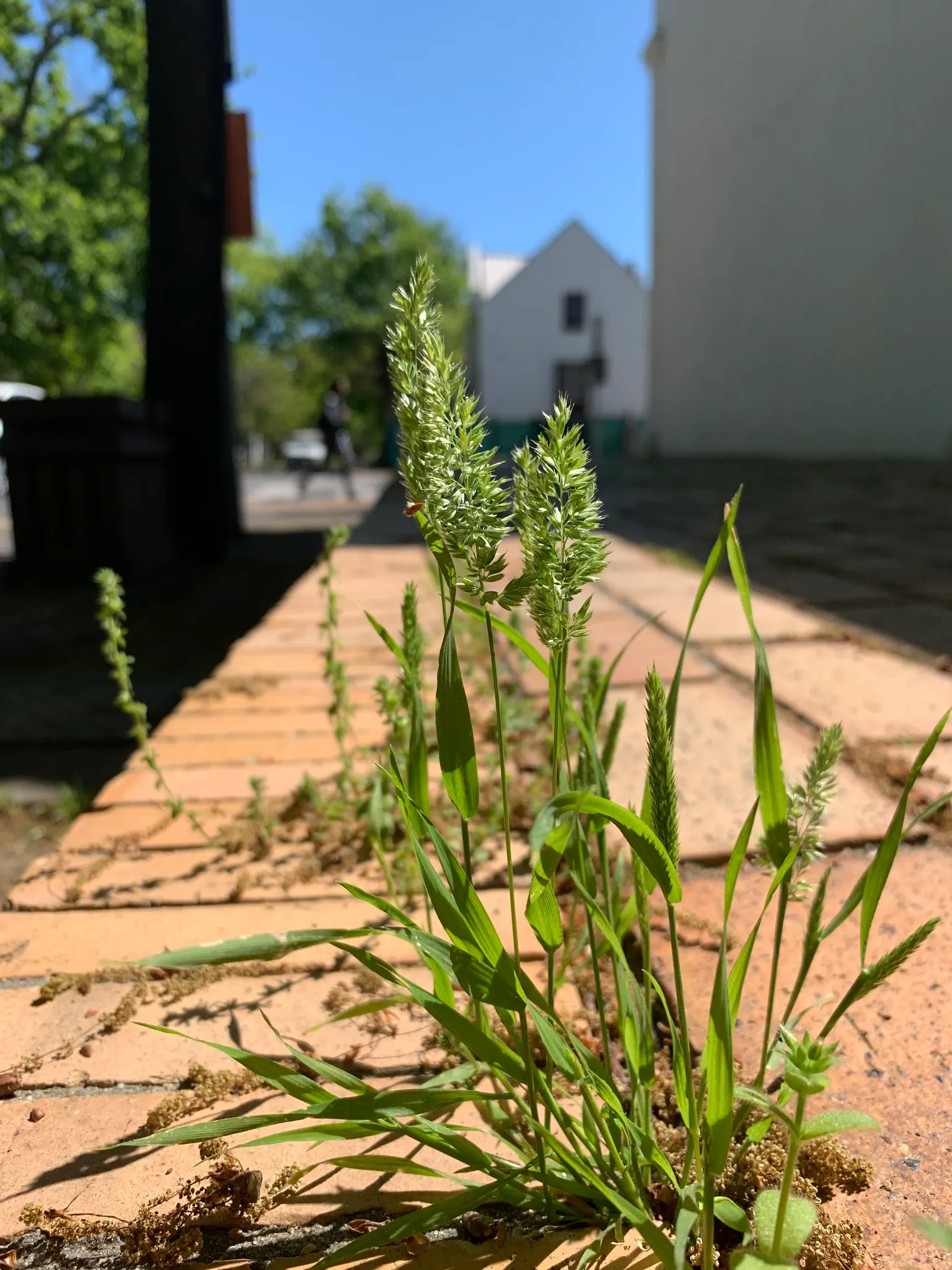 Blue Fescue, Blue Fescue Grass (Festuca Glauca) — exhibits drought tolerance