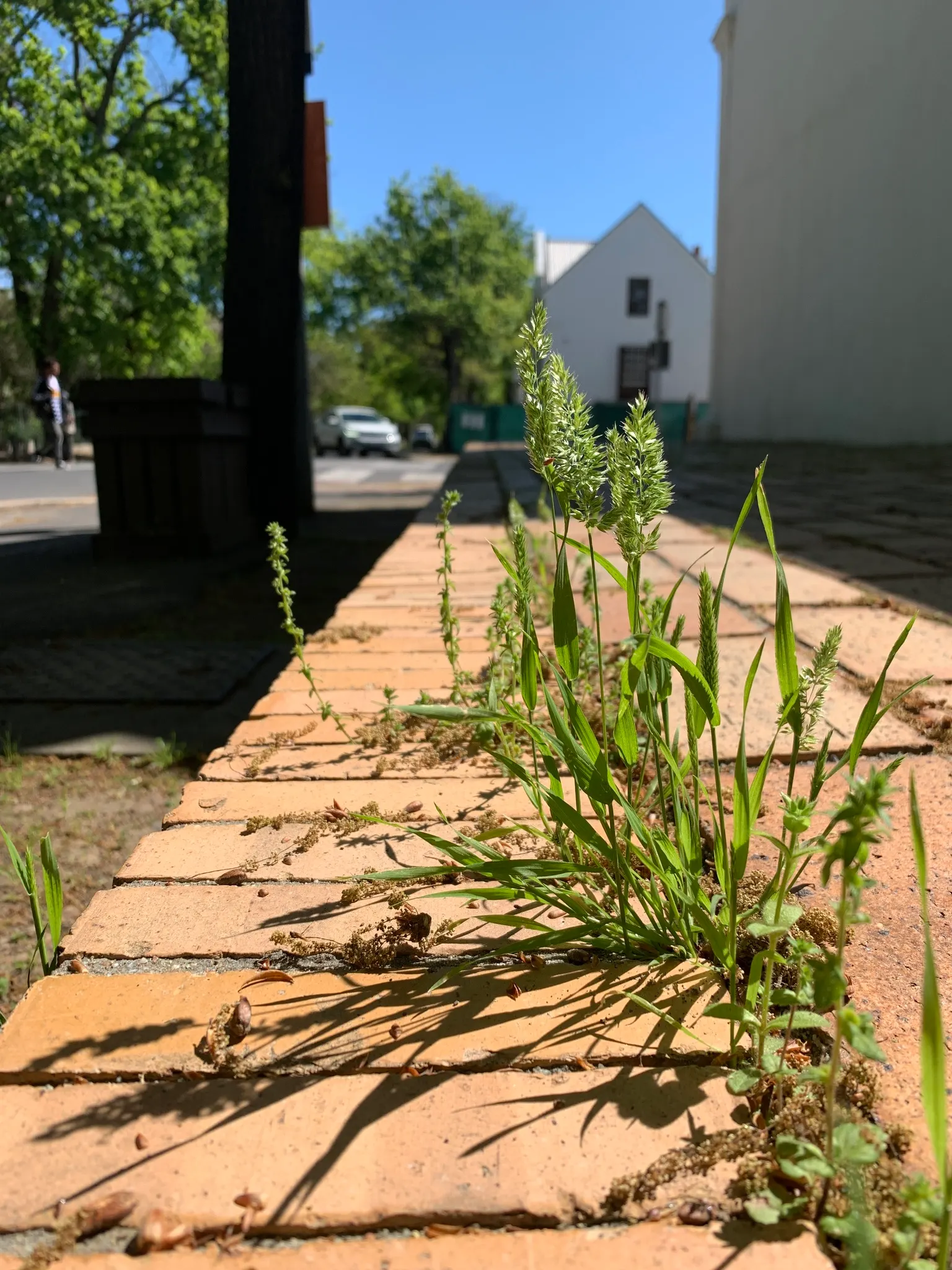 Blue Fescue, Blue Fescue Grass (Festuca Glauca) — gold flowers in the garden